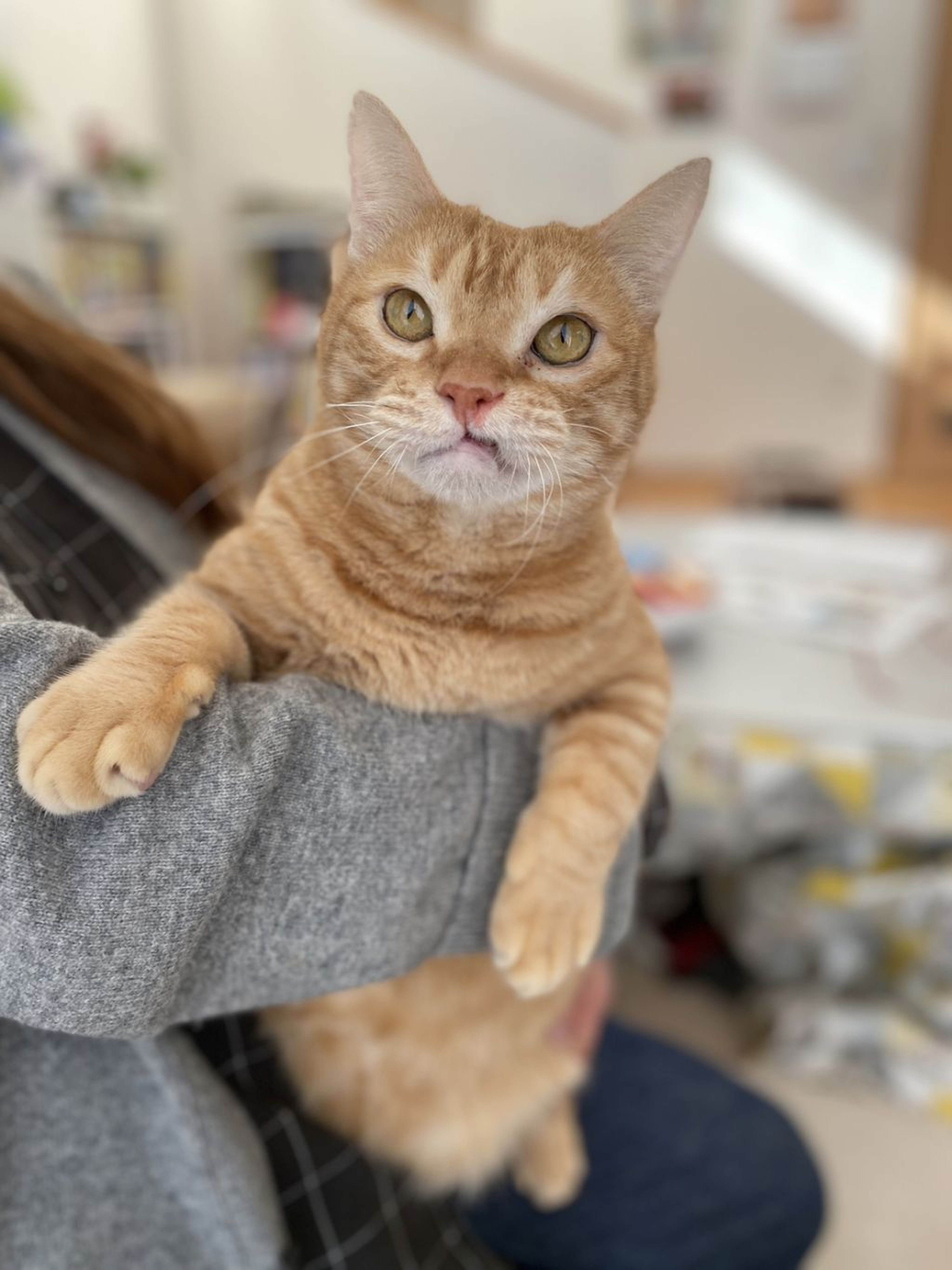 pet-image-2