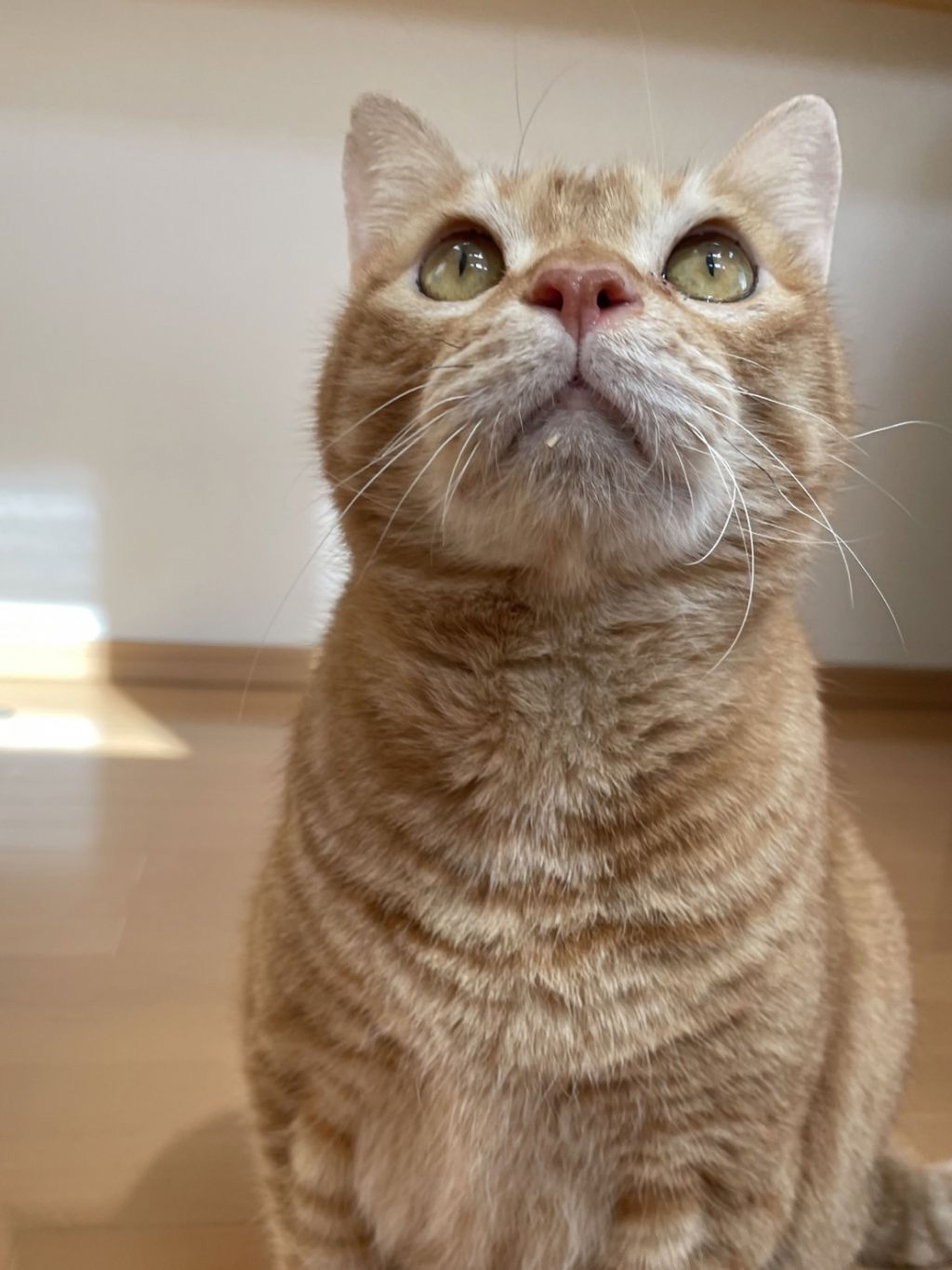 pet-image-3