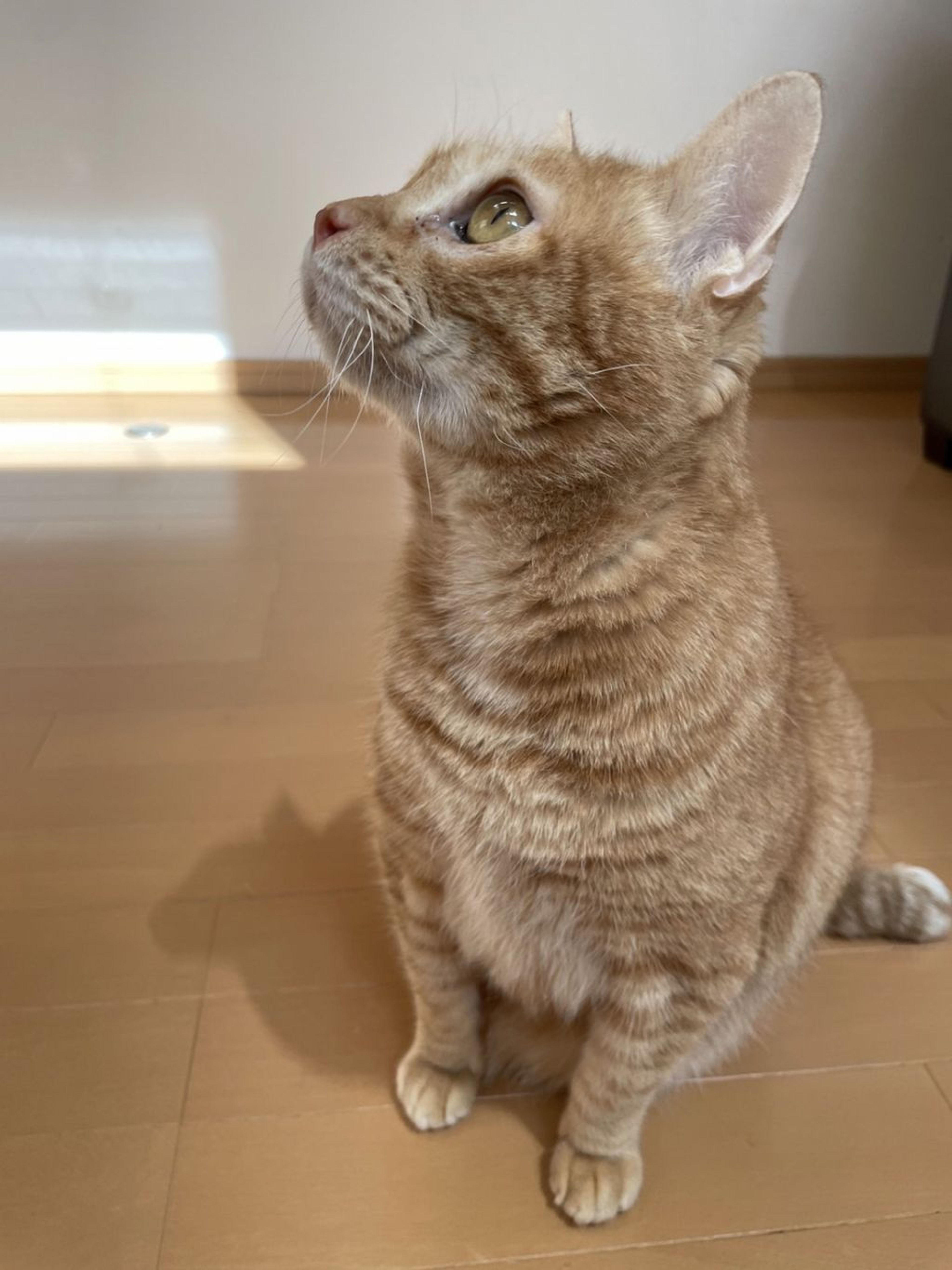 pet-image-4
