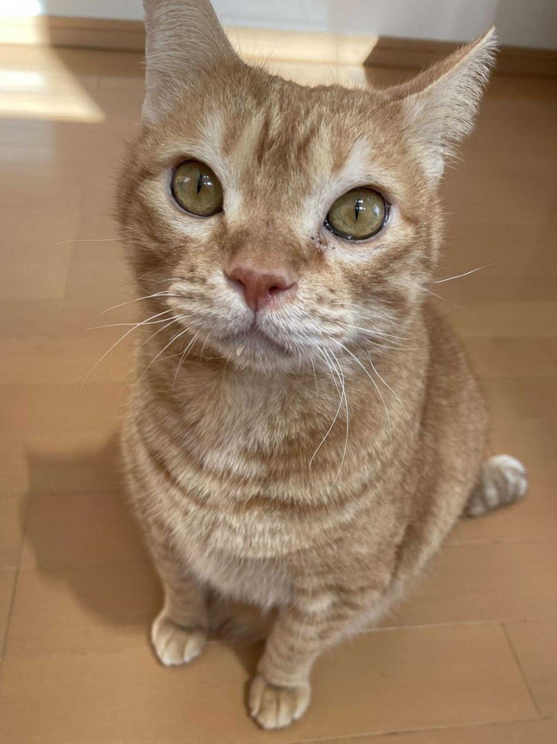 pet-image-5