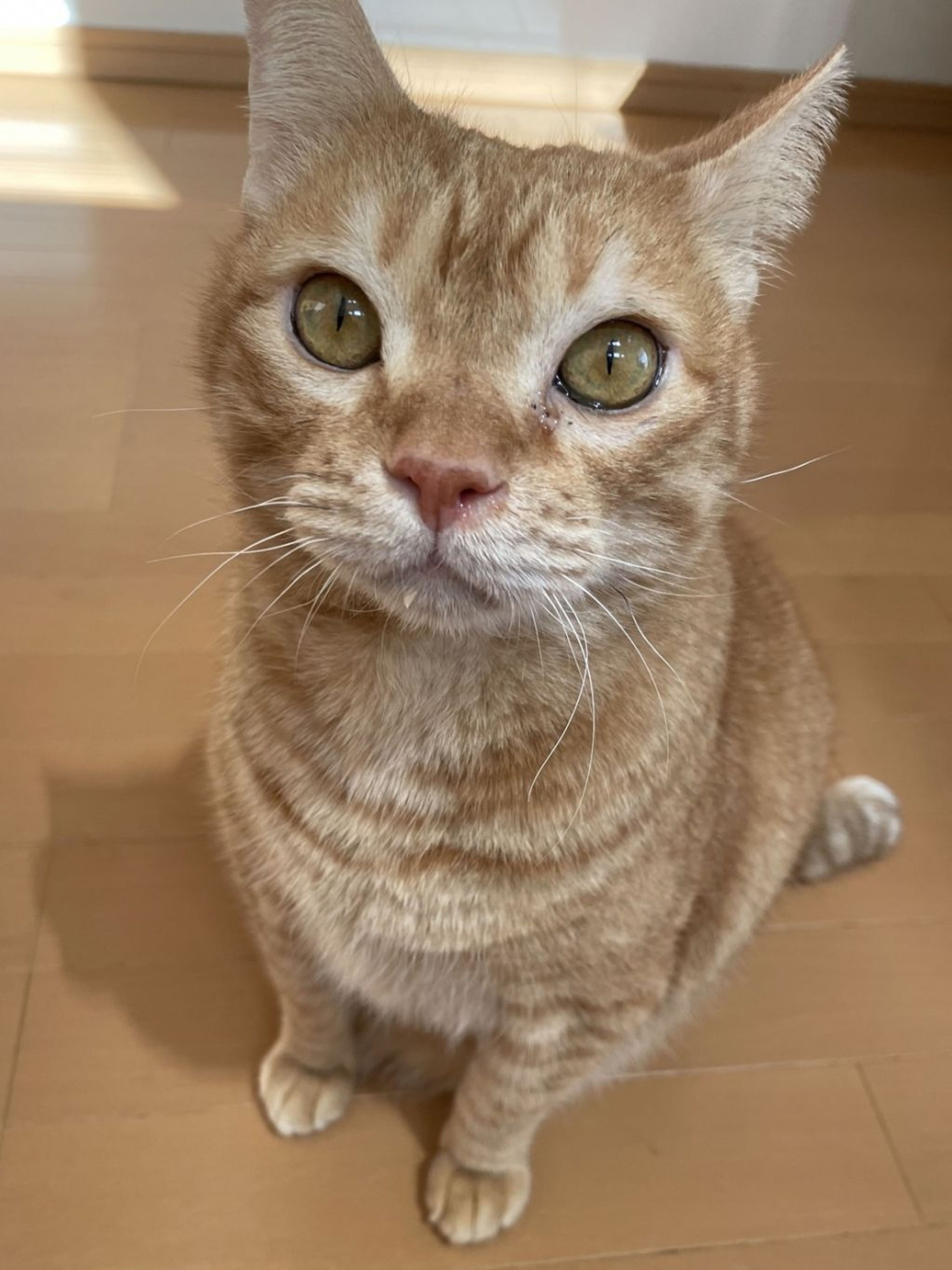 pet-image-5