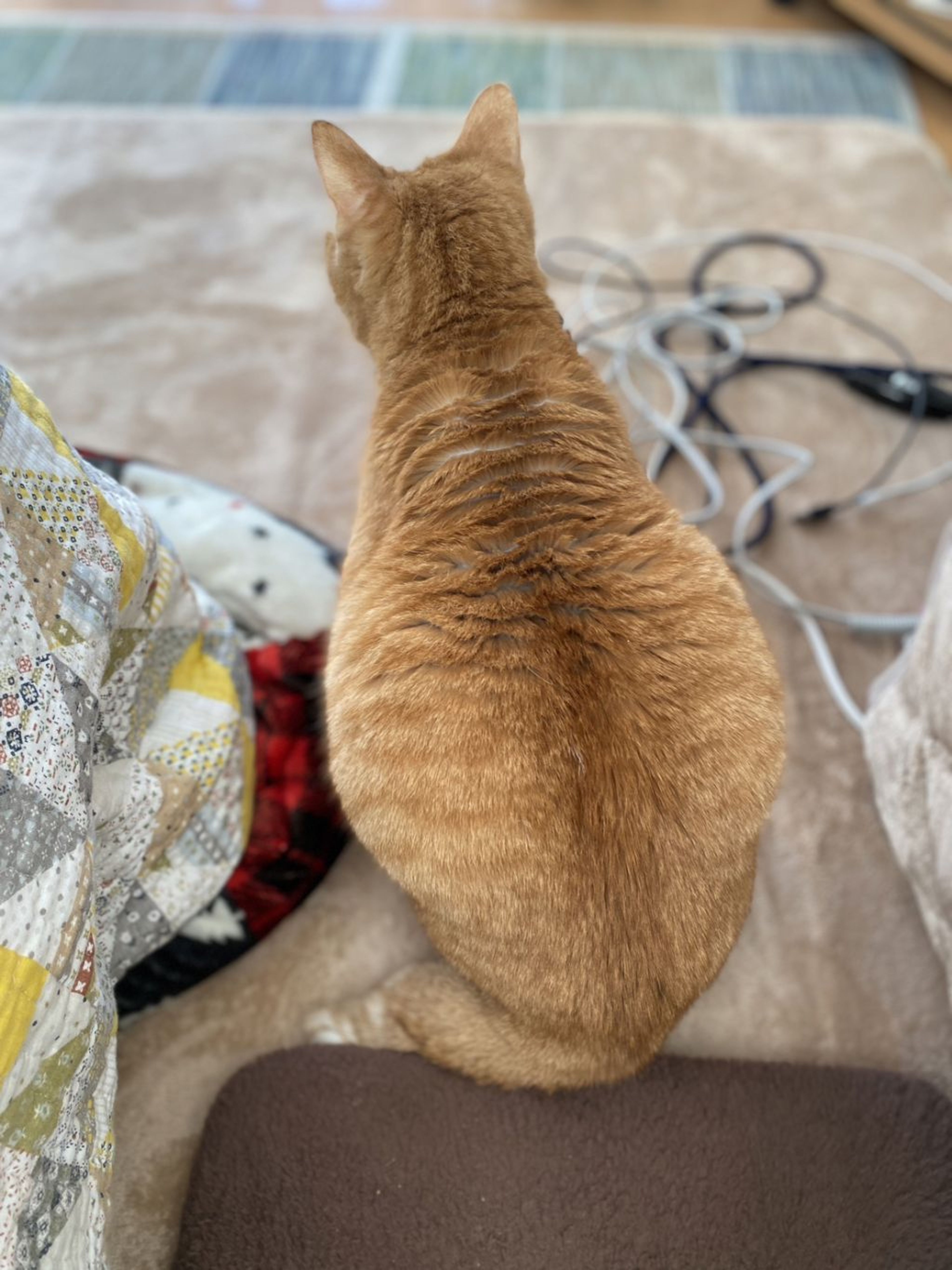 pet-image-6