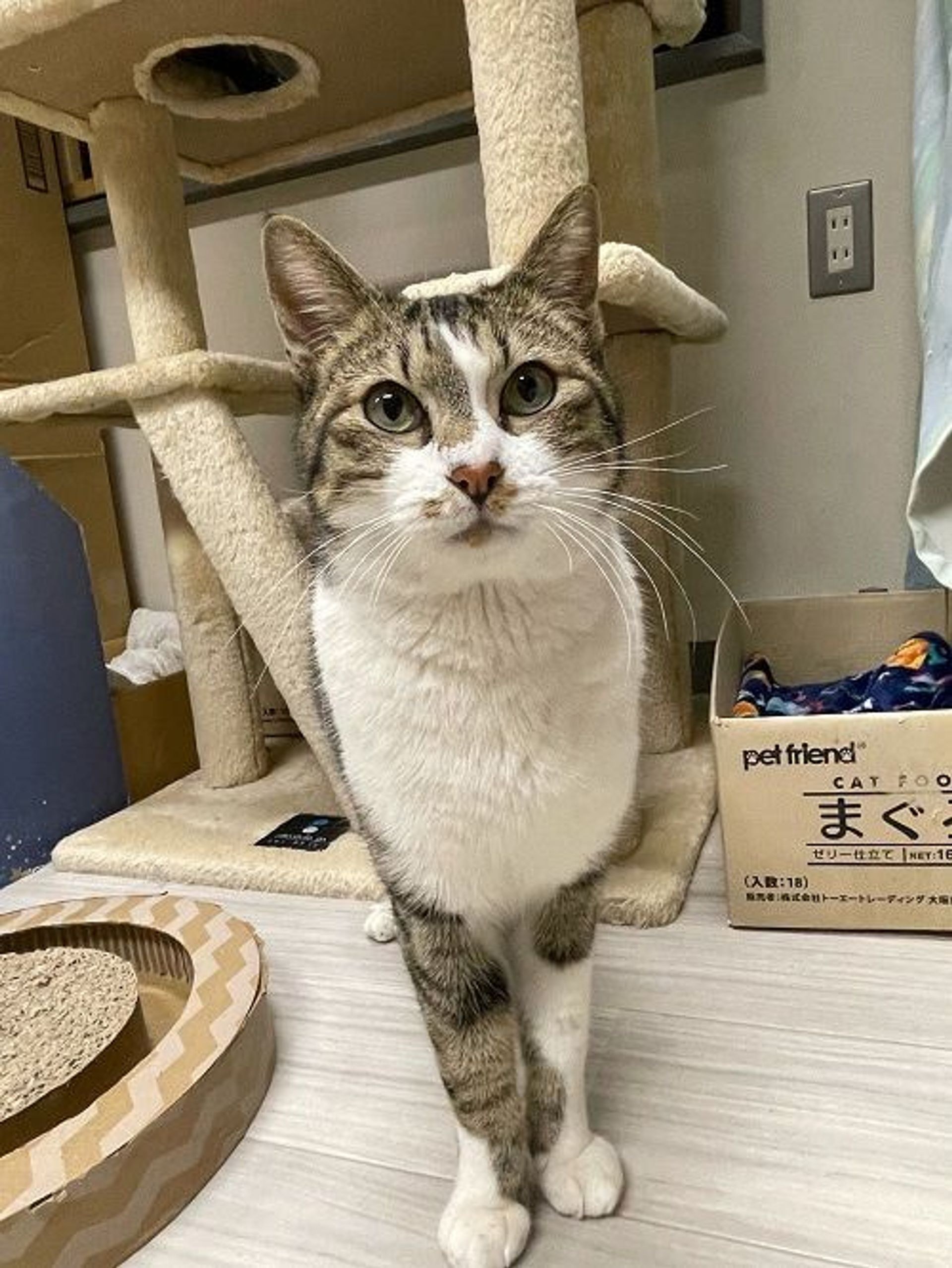 雑種（ミックス猫）・オスの里親募集の写真