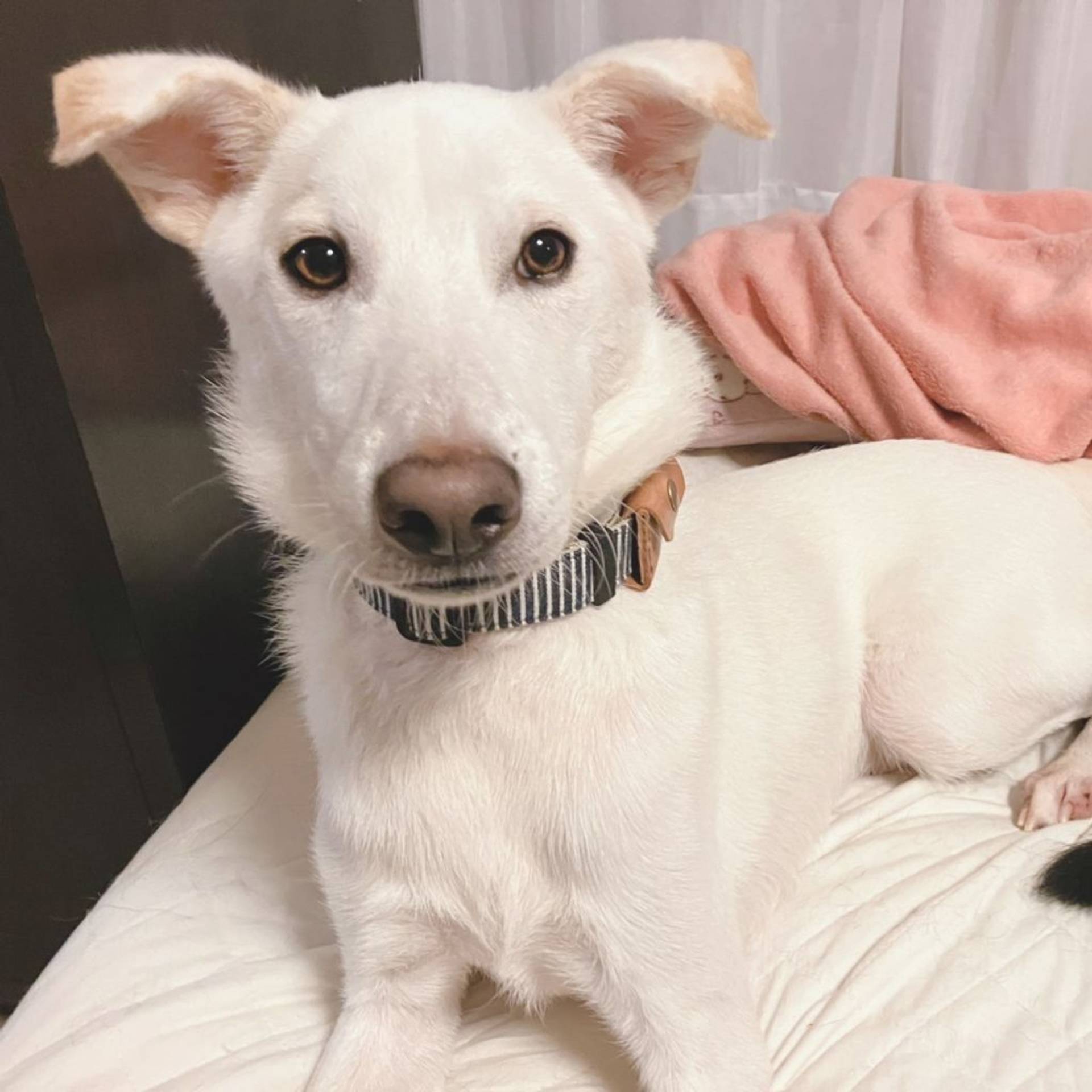雑種（ミックス犬）・オスの里親募集の写真