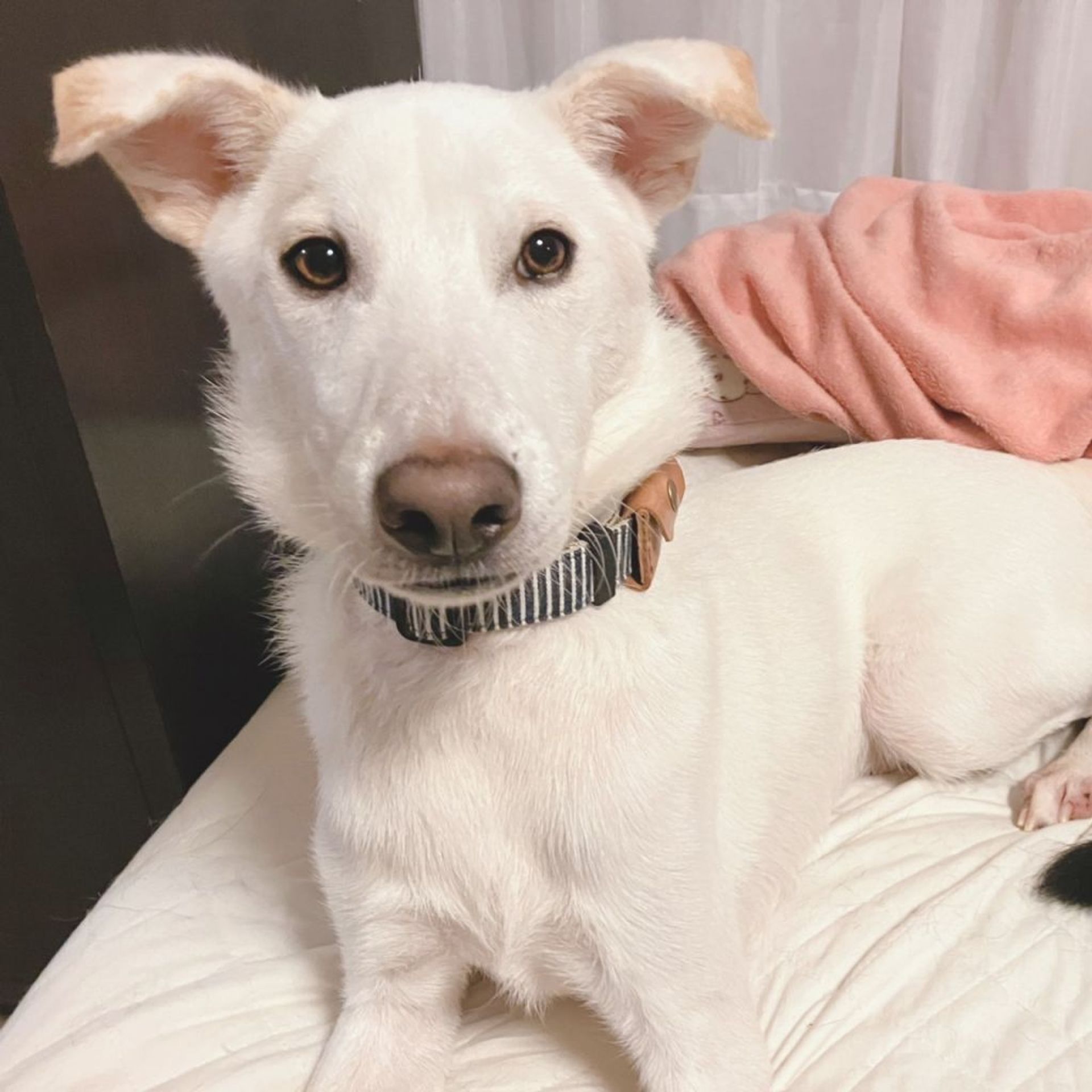 雑種（ミックス犬）・オスの里親募集の写真