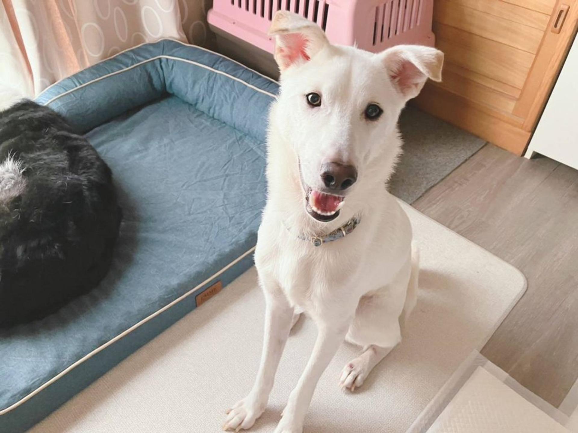 pet-image-3