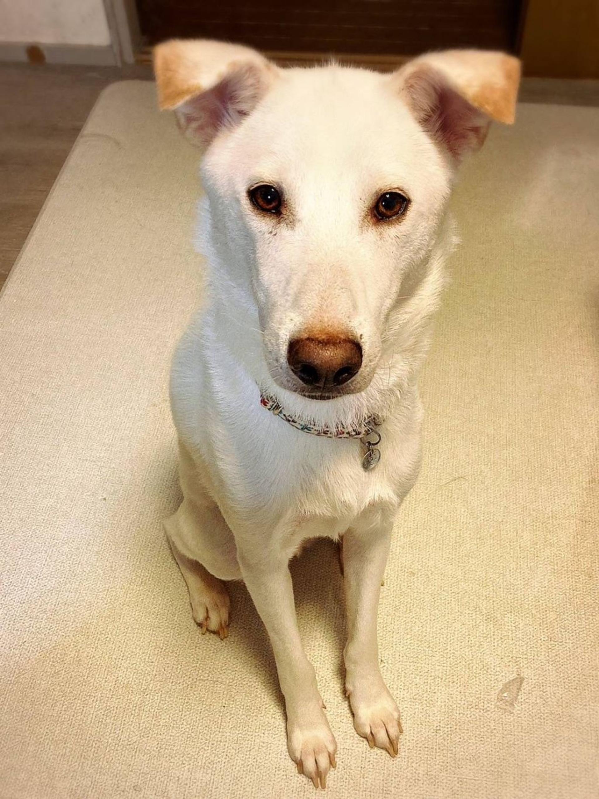 pet-image-4