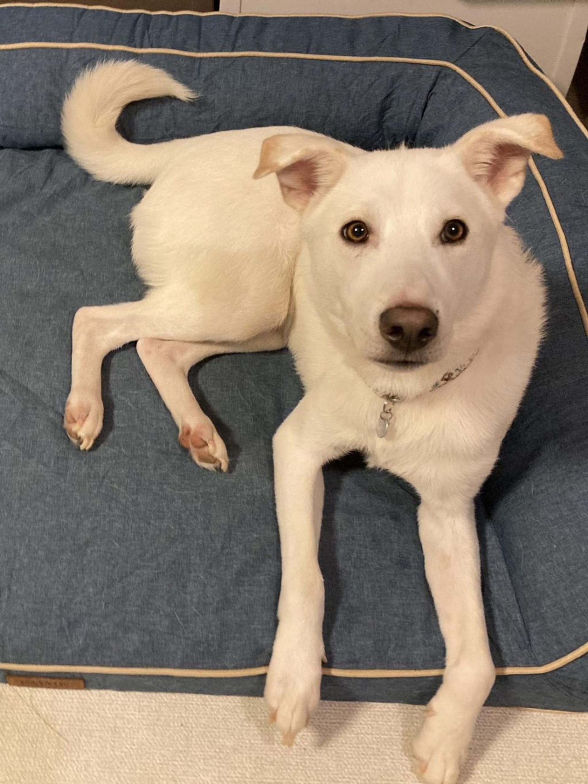 pet-image-5