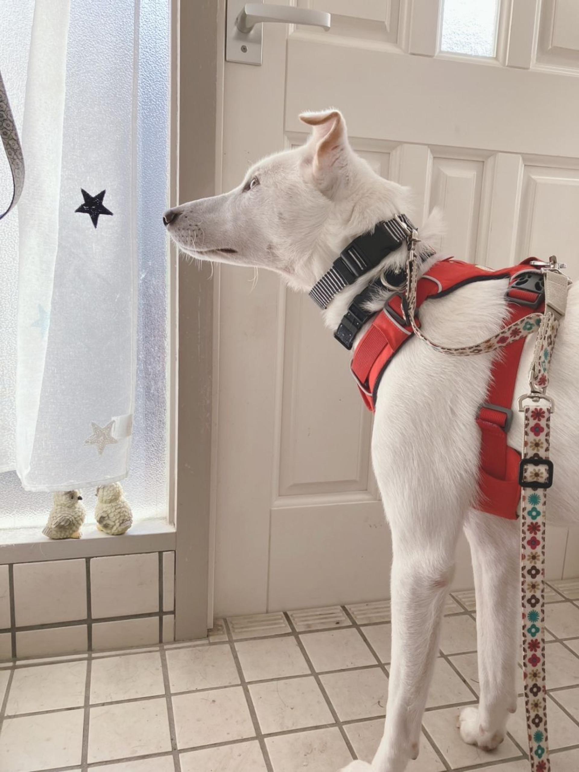 pet-image-6