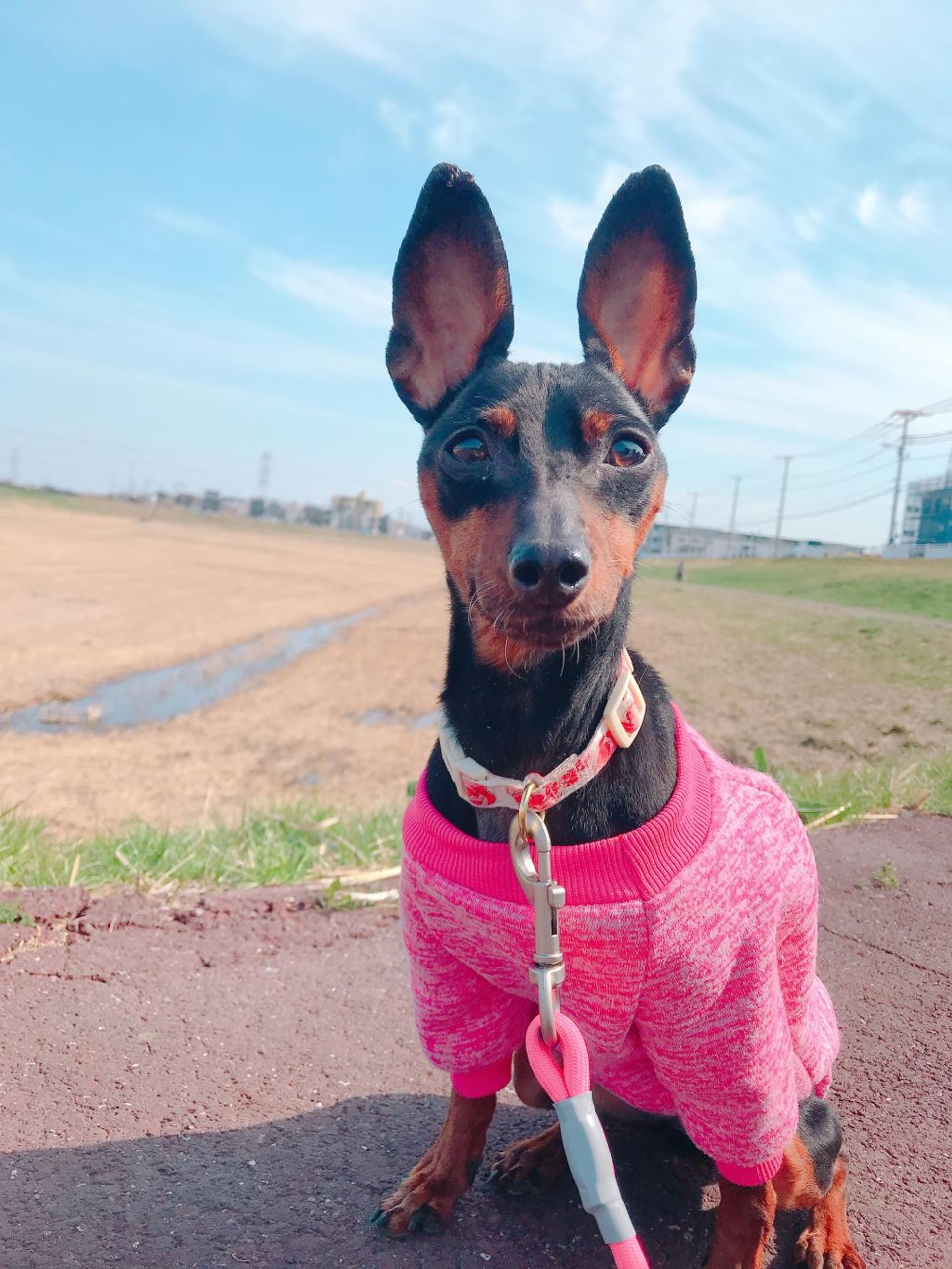 pet-image-2