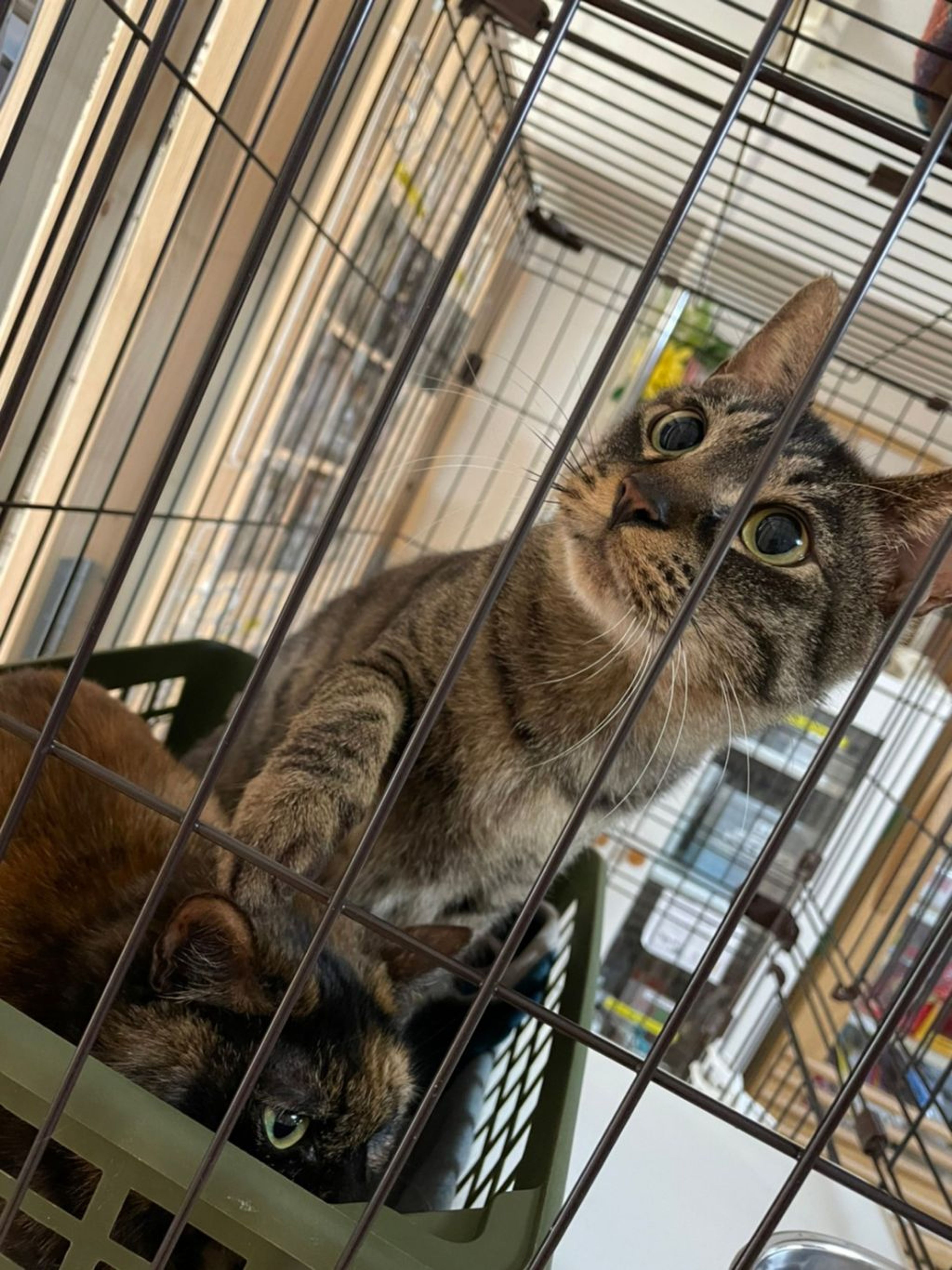 pet-image-2