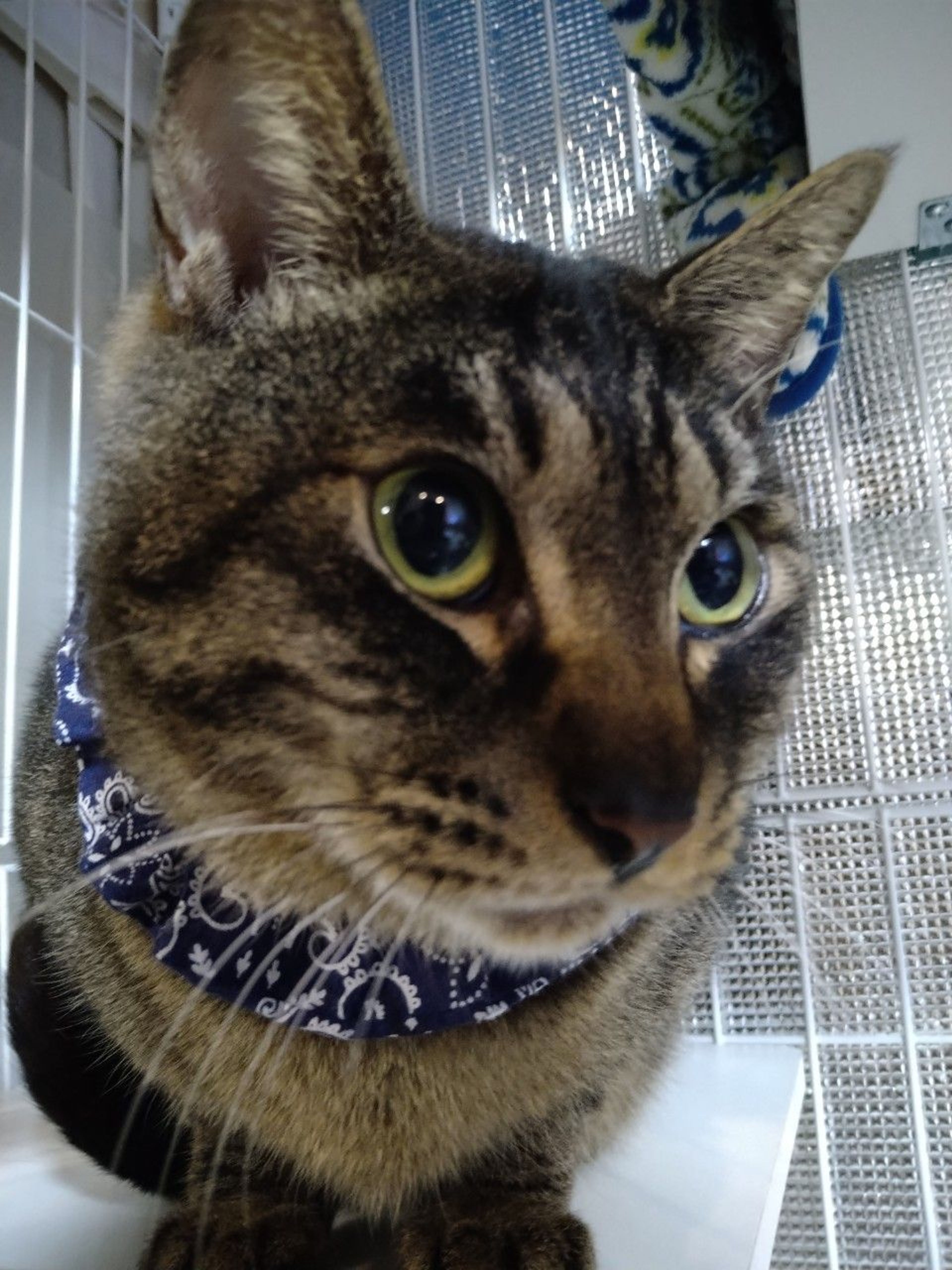 pet-image-3