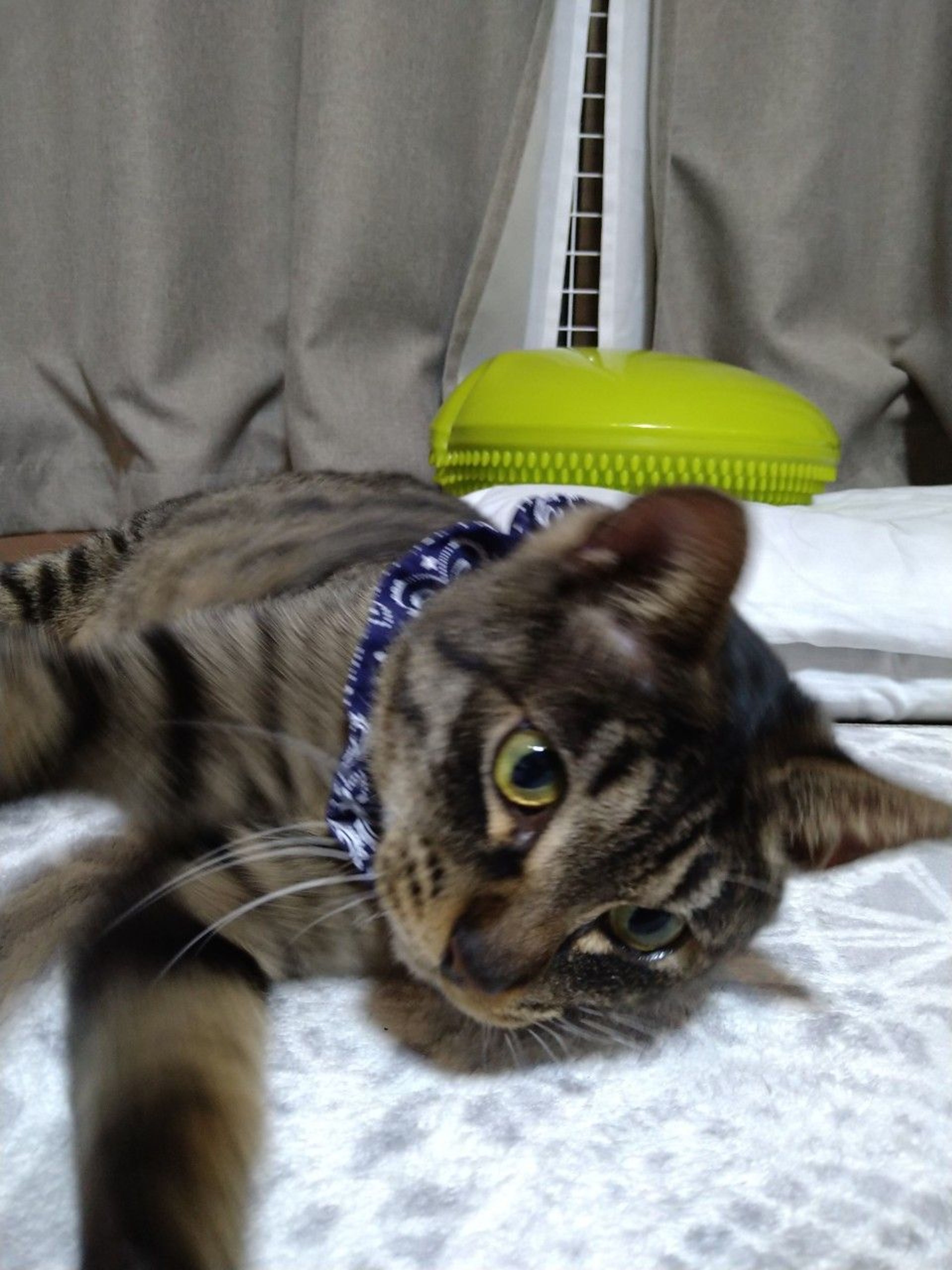 pet-image-4