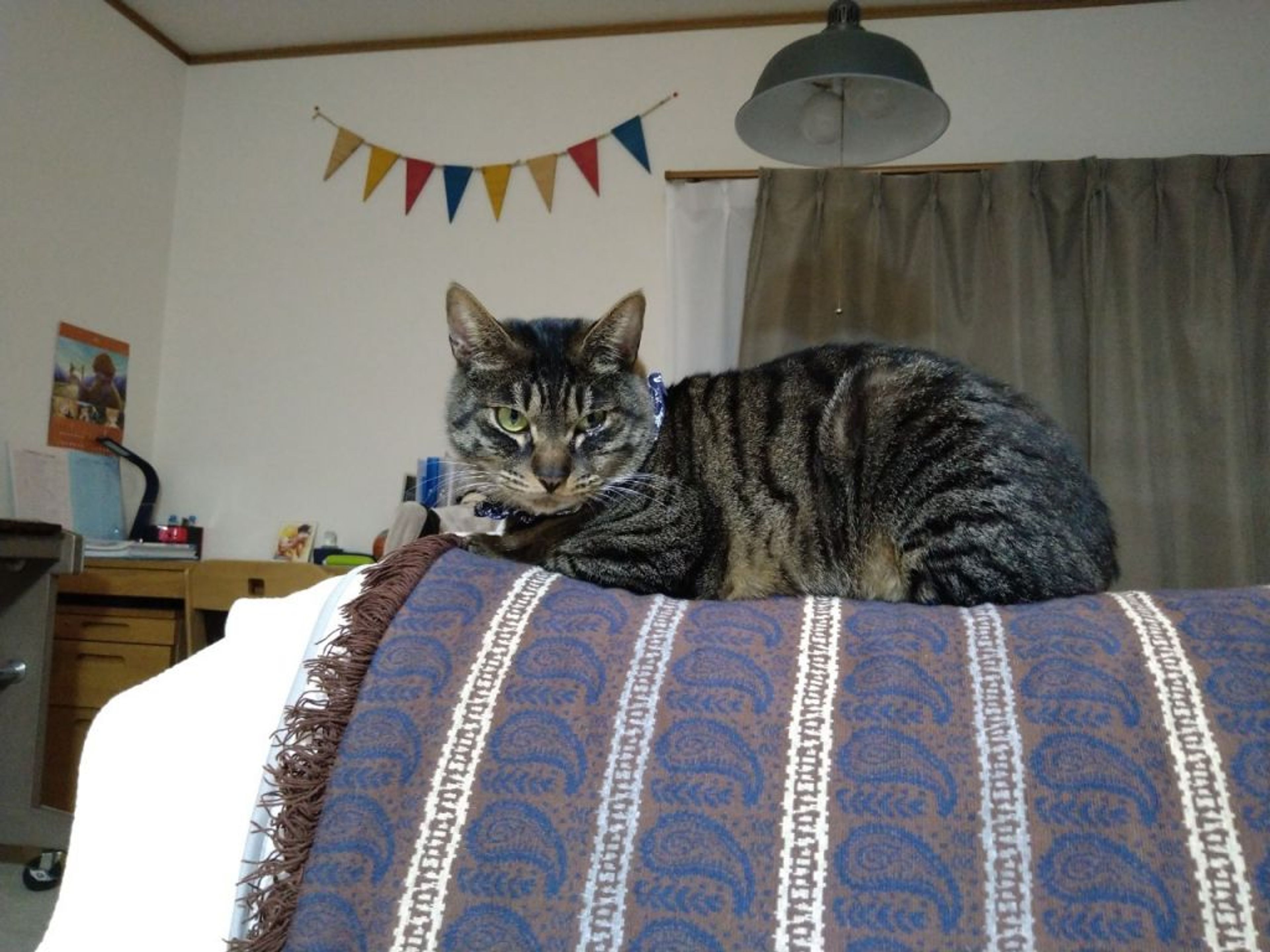 pet-image-6