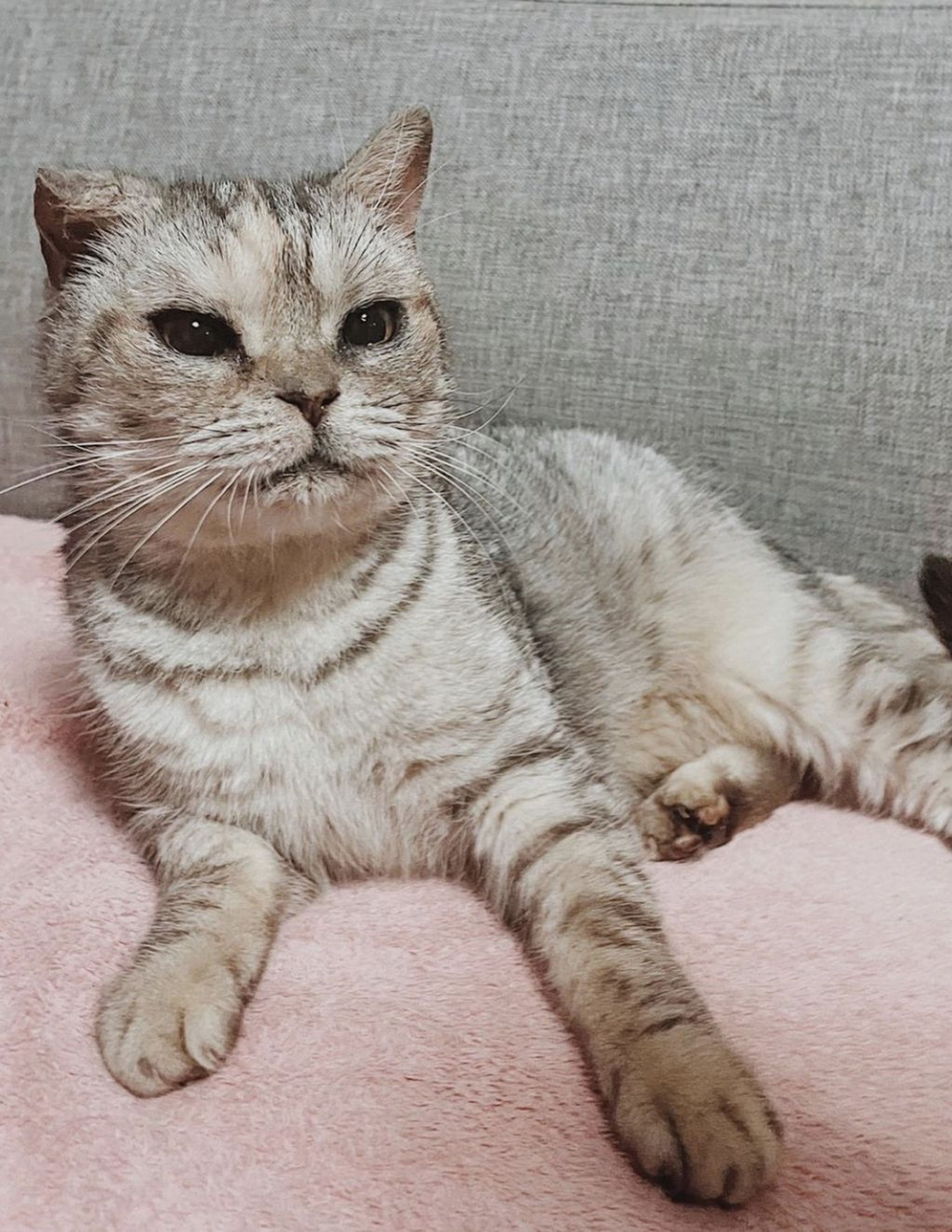 雑種（ミックス猫）・メスの里親募集の写真