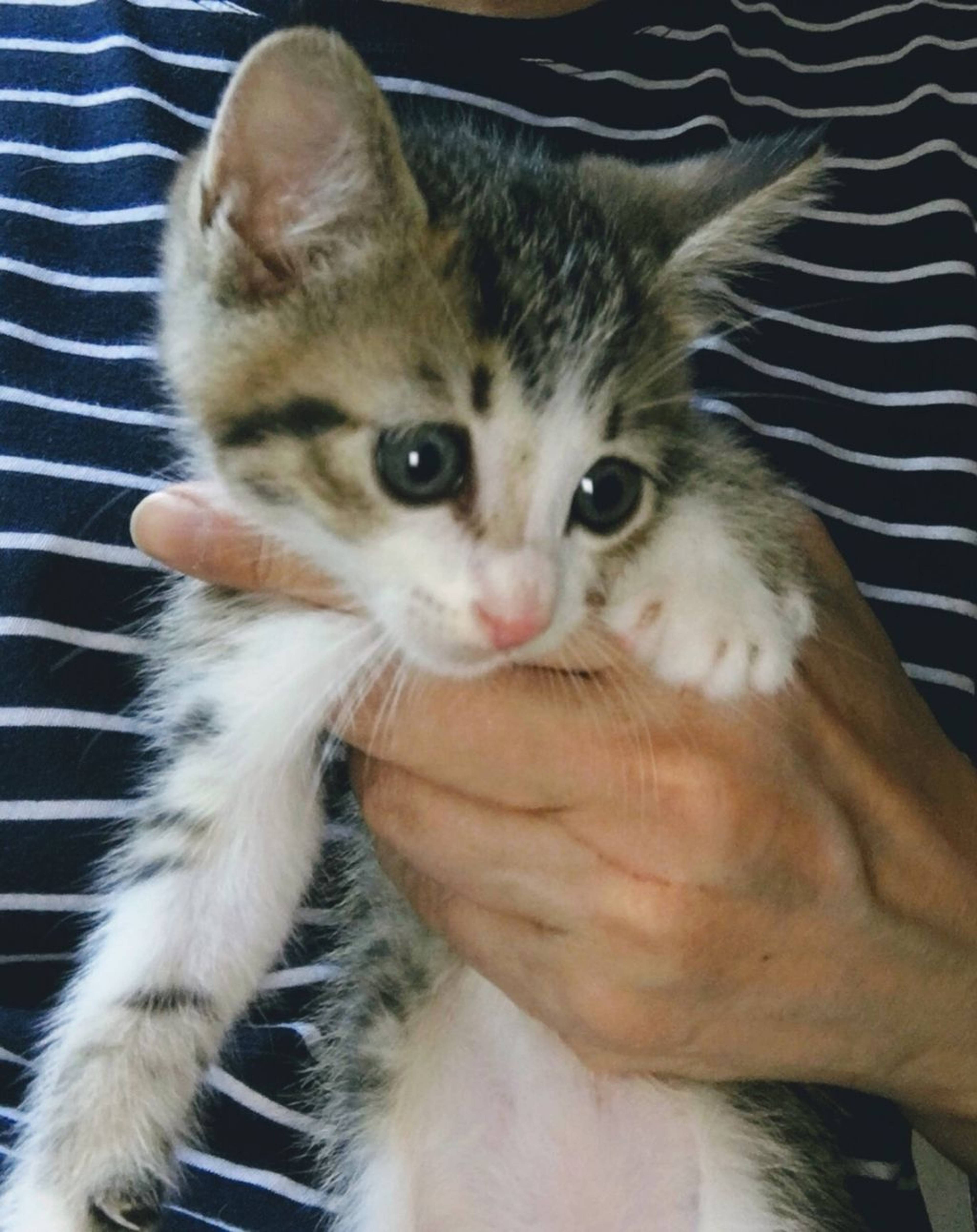 雑種（ミックス猫）・オスの里親募集の写真
