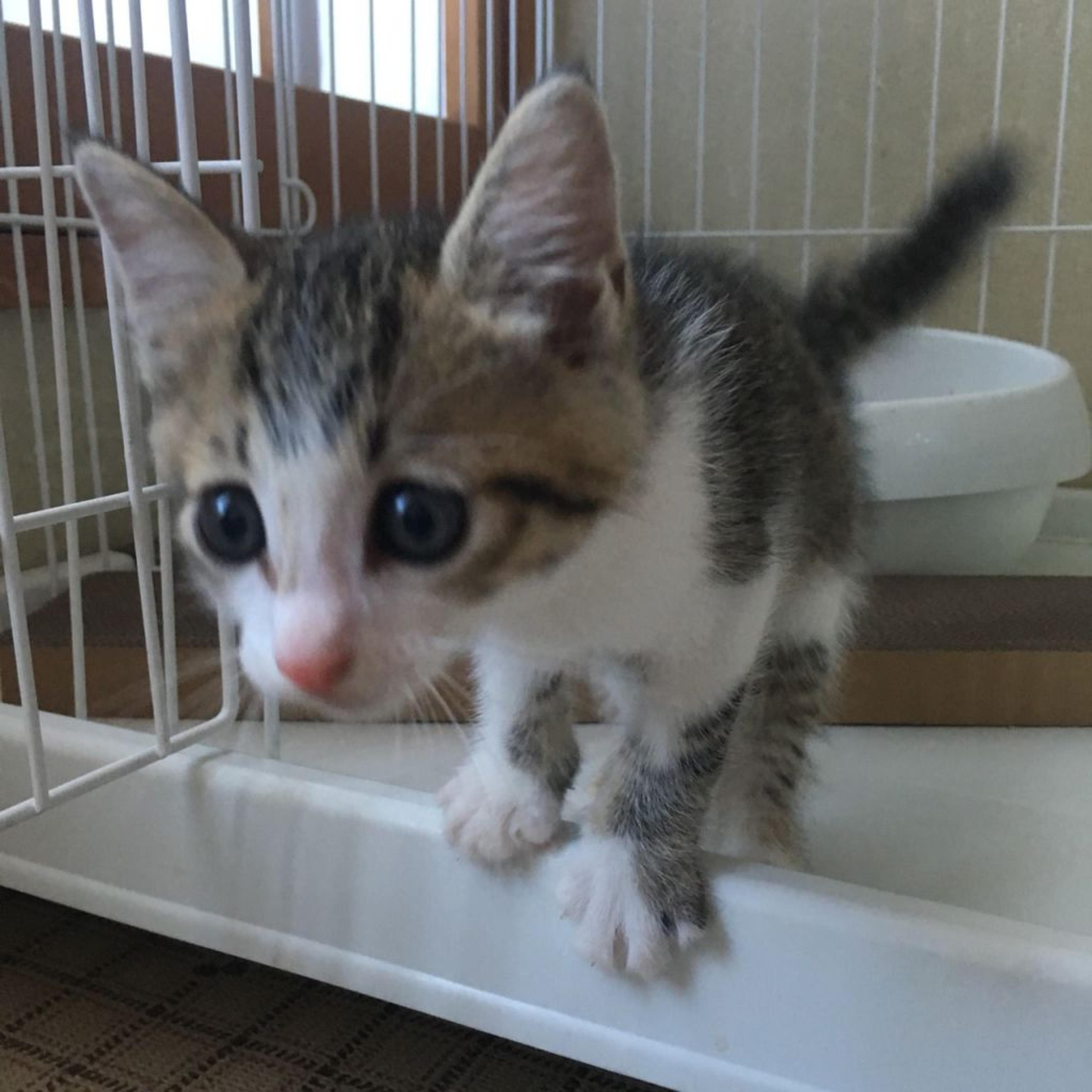 pet-image-2