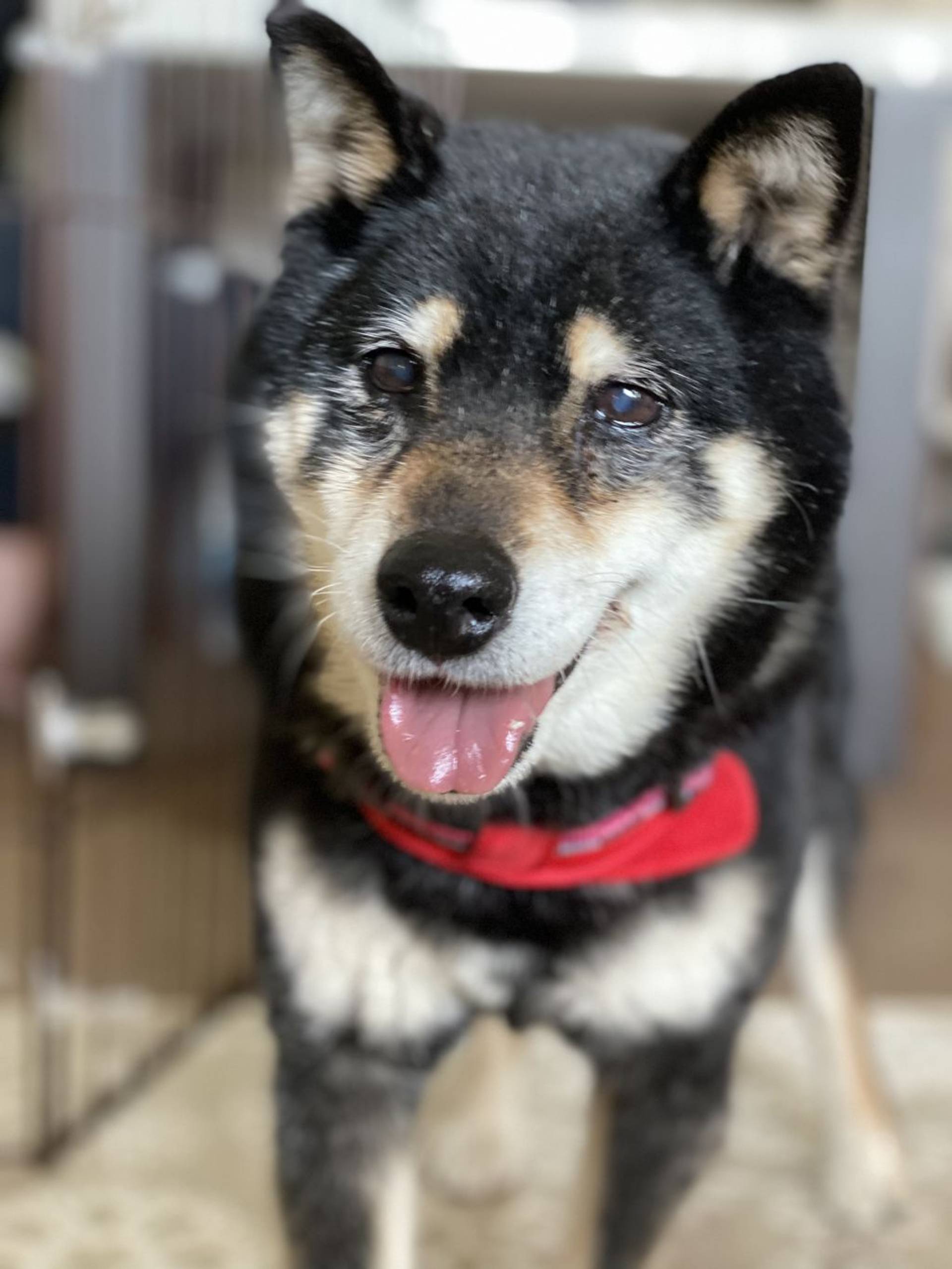 柴犬・メスの里親募集の写真