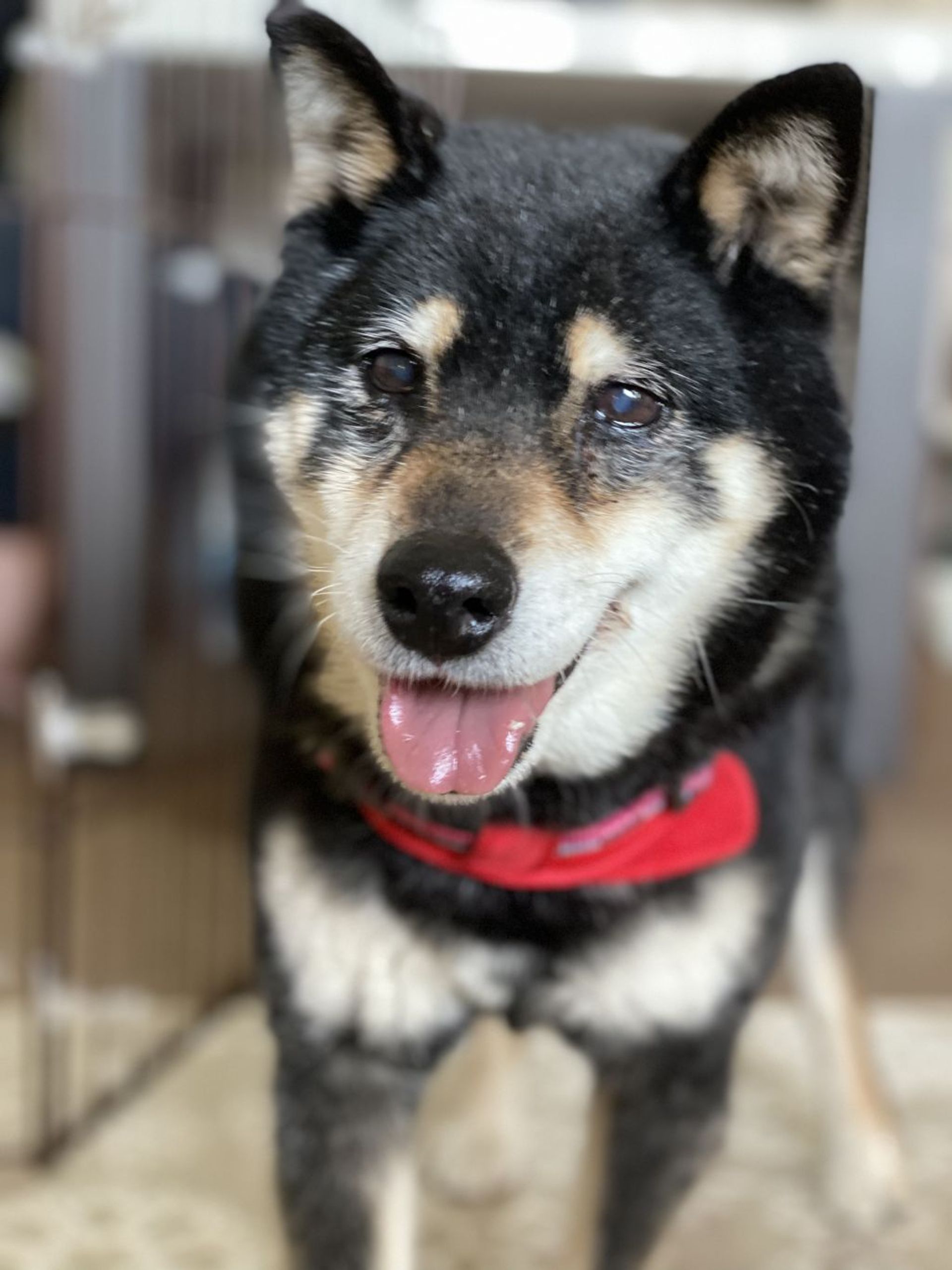 柴犬・メスの里親募集の写真