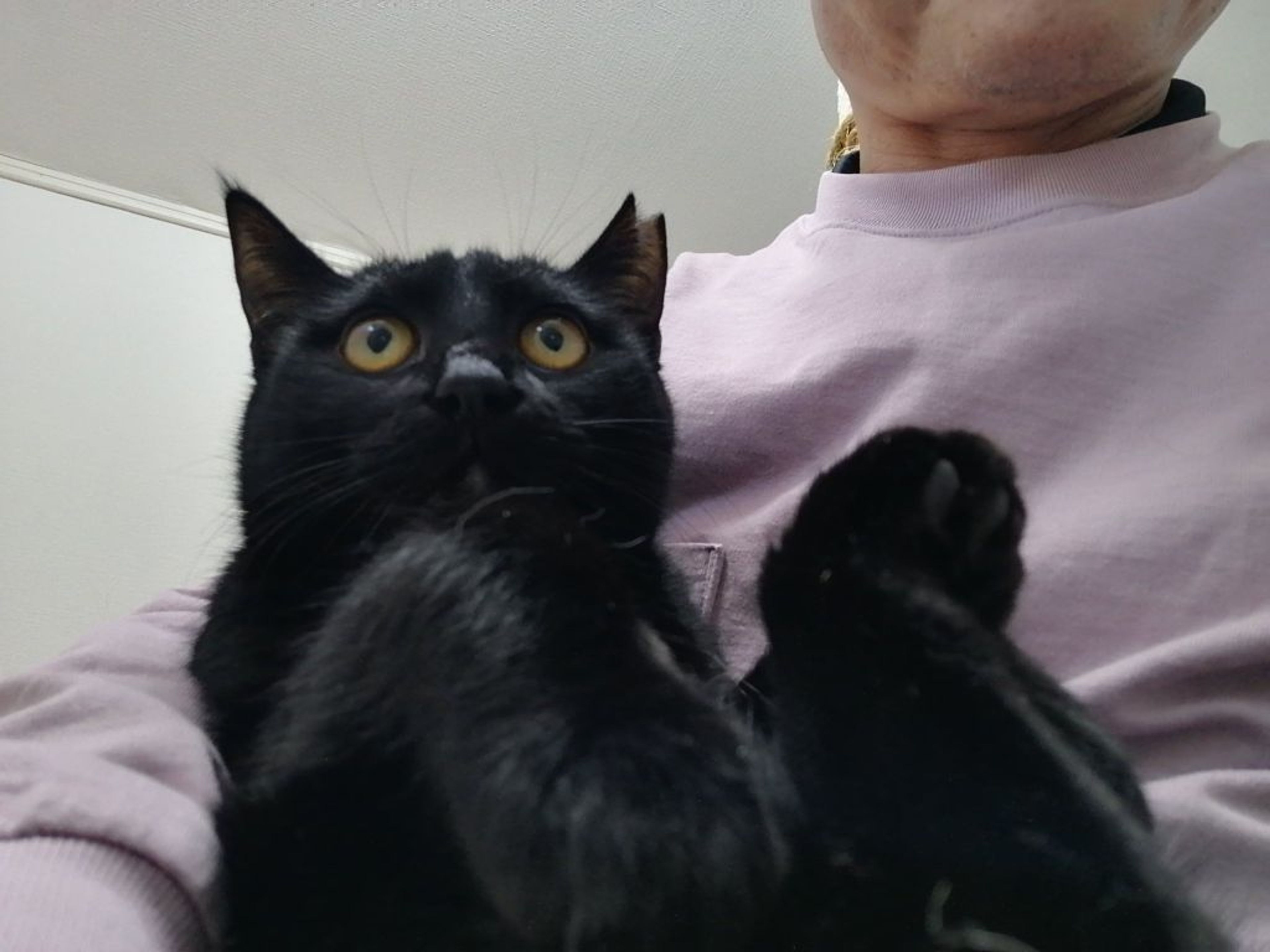 雑種（ミックス猫）・オスの里親募集の写真