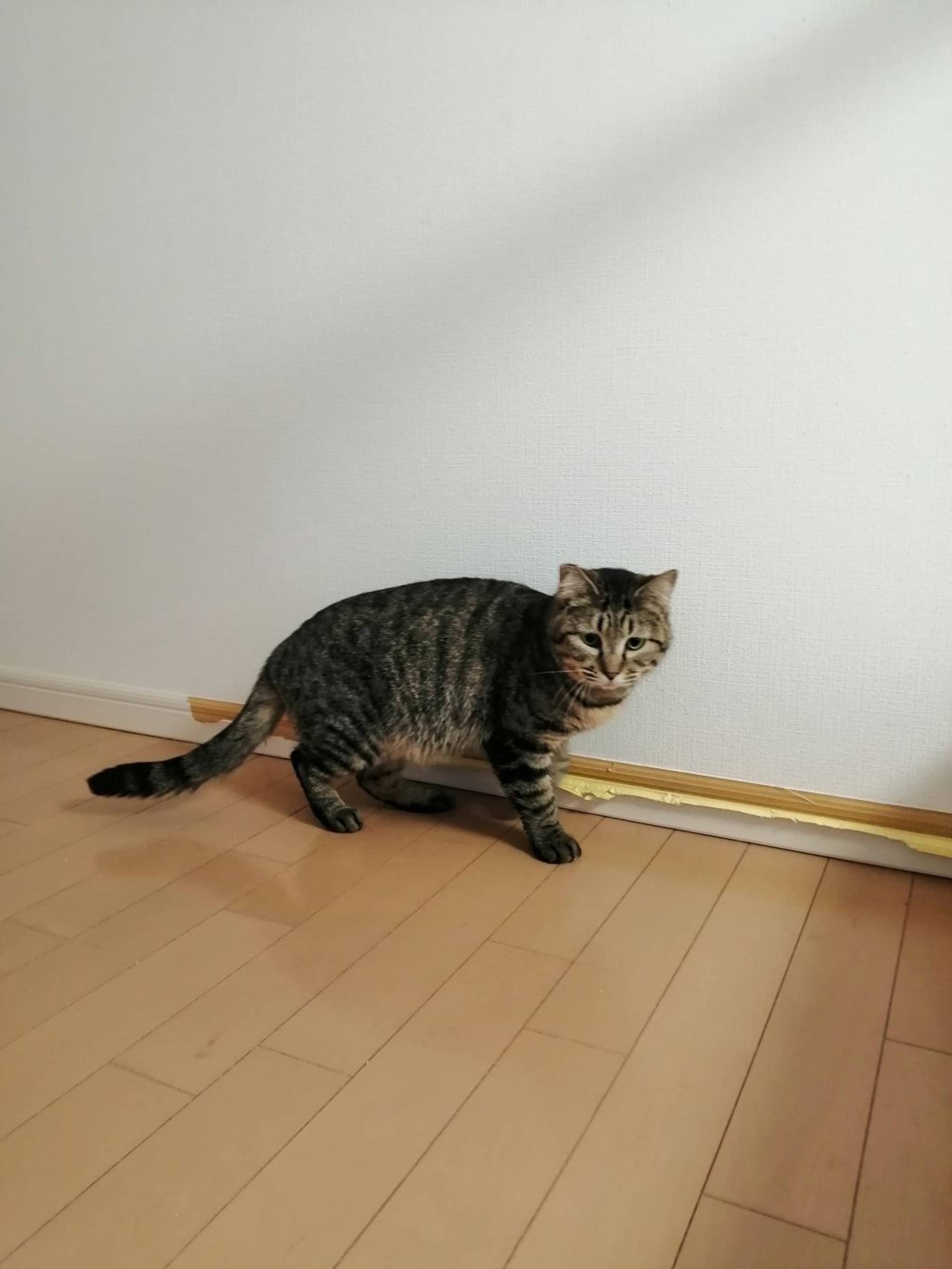 雑種（ミックス猫）・メスの里親募集の写真