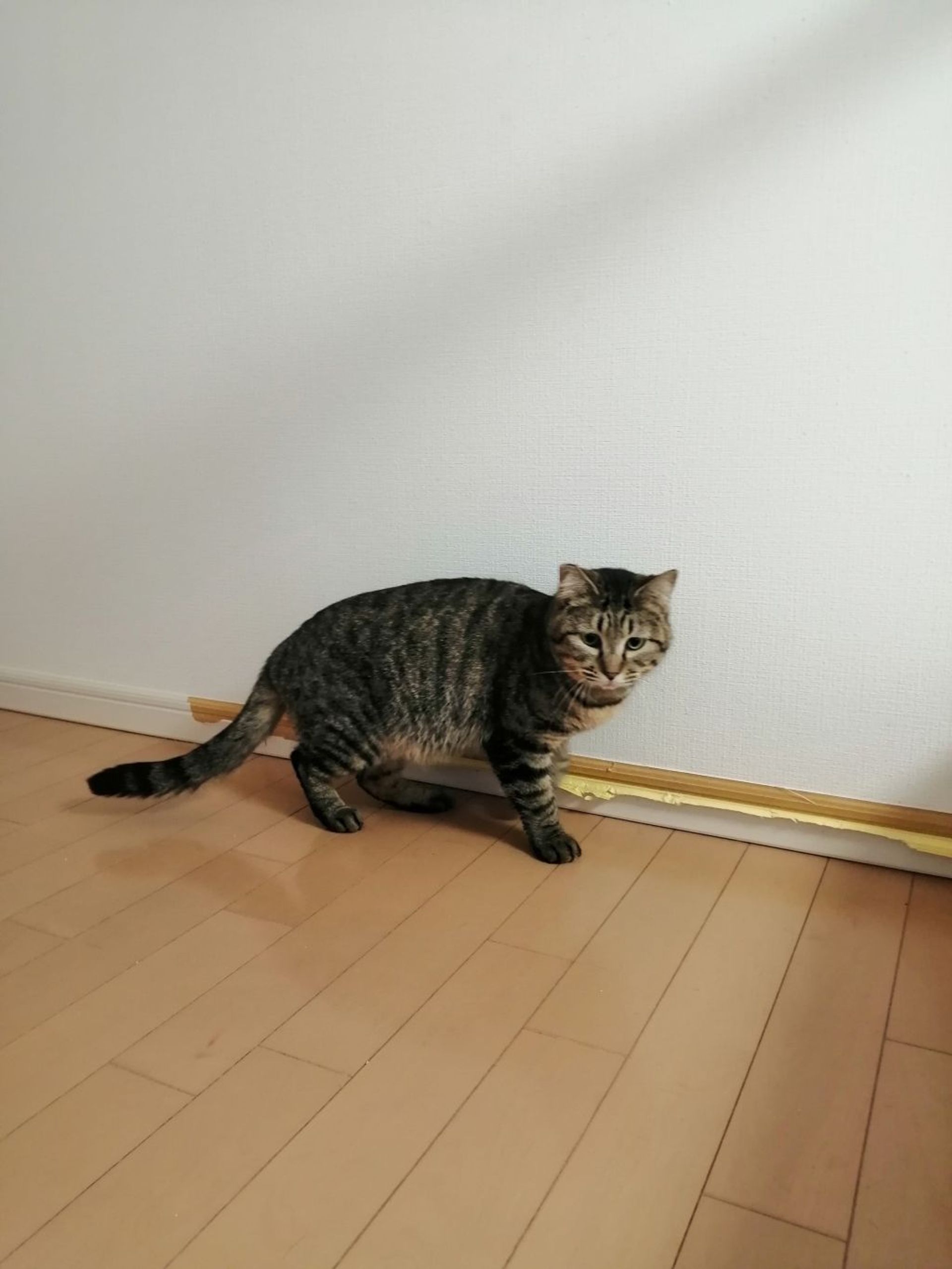 雑種（ミックス猫）・メスの里親募集の写真