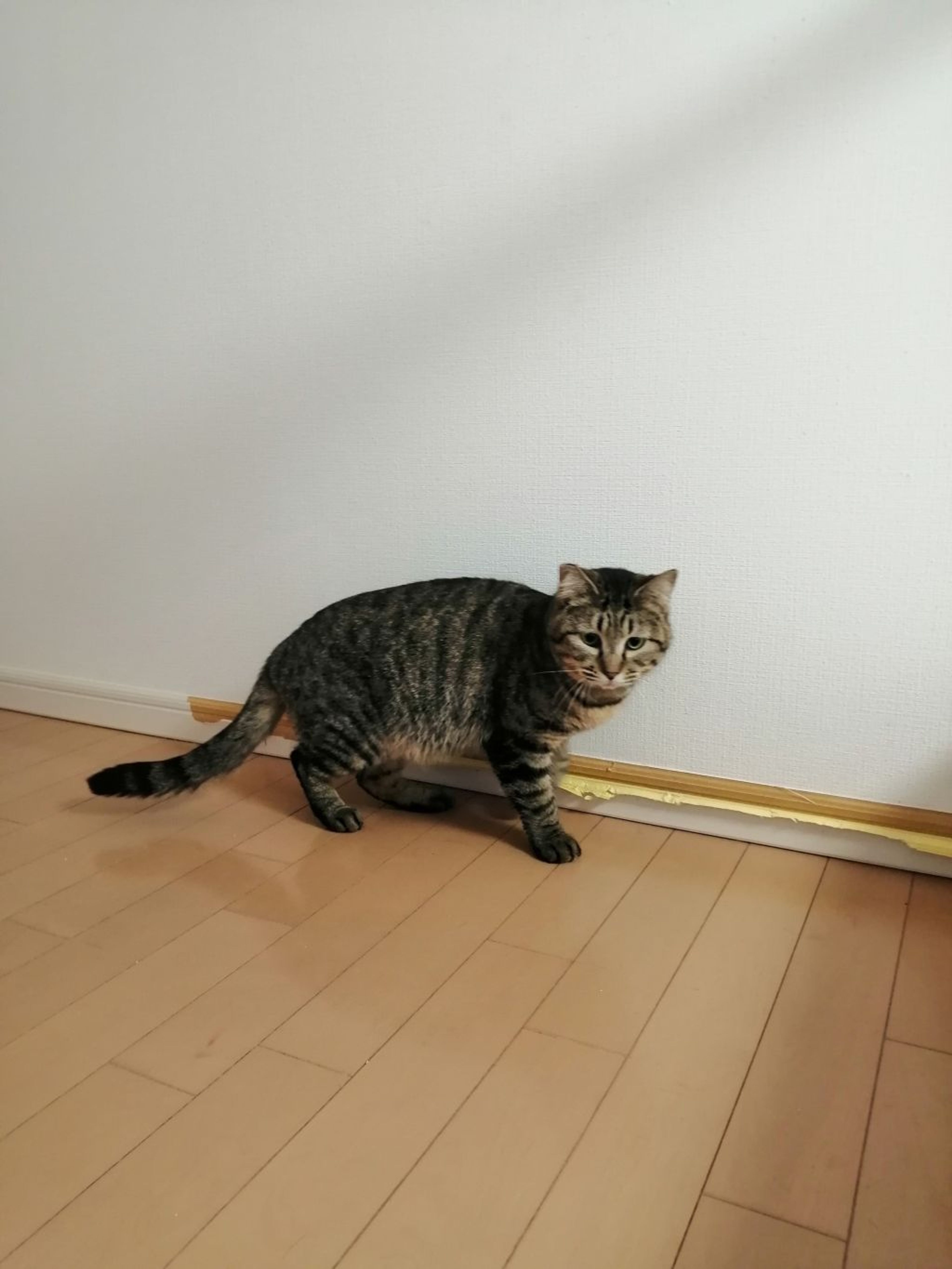 雑種（ミックス猫）・メスの里親募集の写真