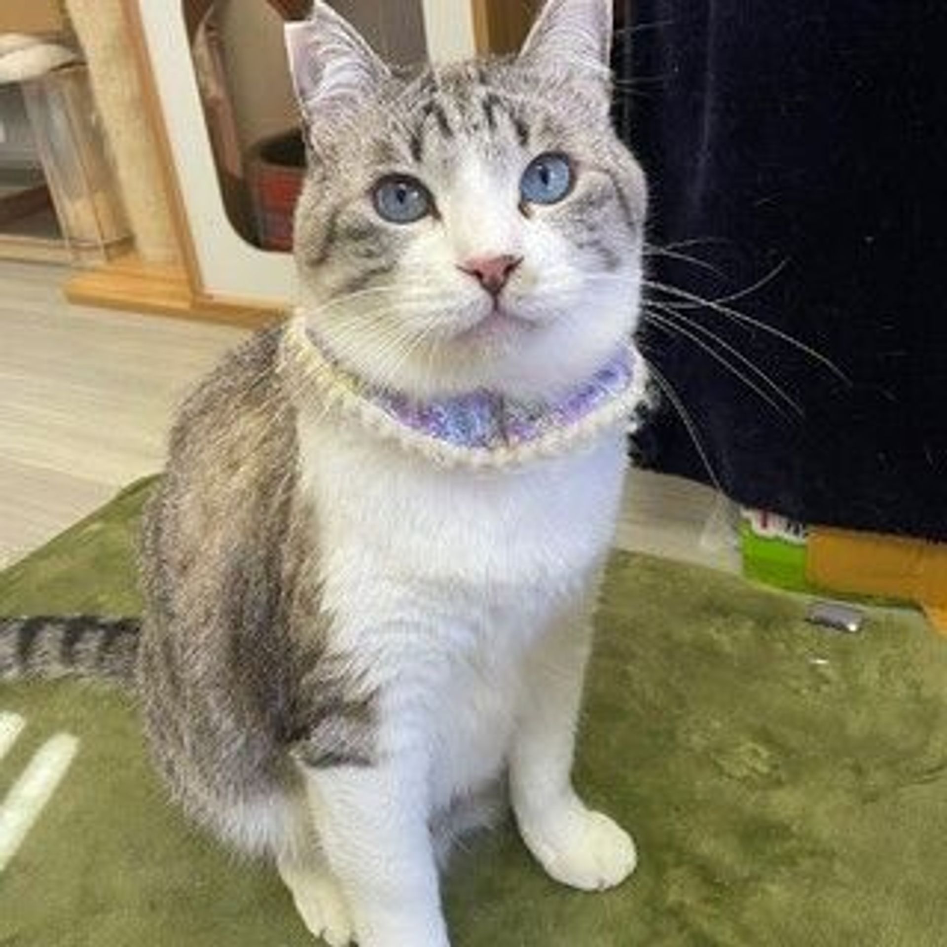 雑種（ミックス猫）・オスの里親募集の写真