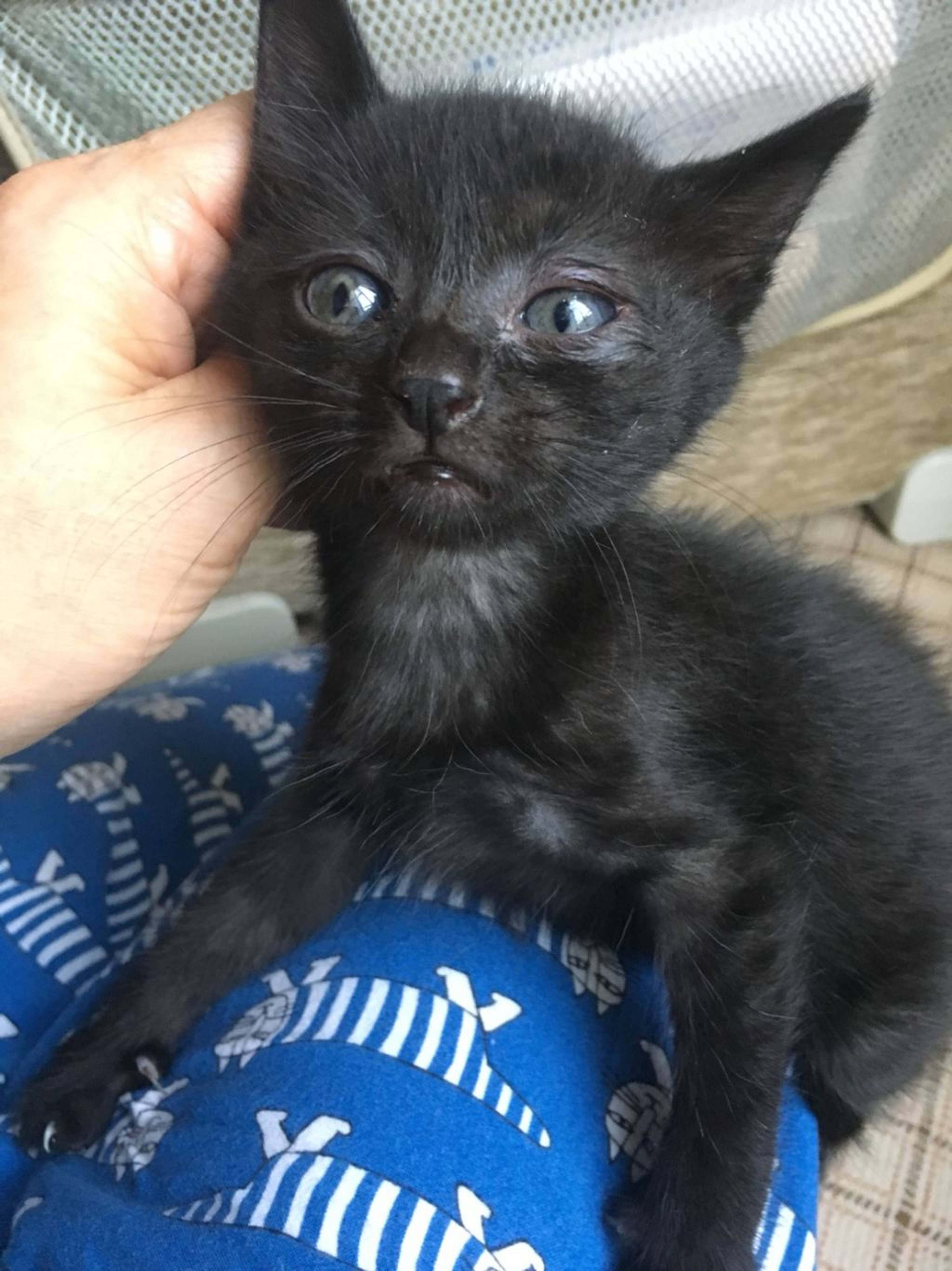 雑種（ミックス猫）・オスの里親募集の写真