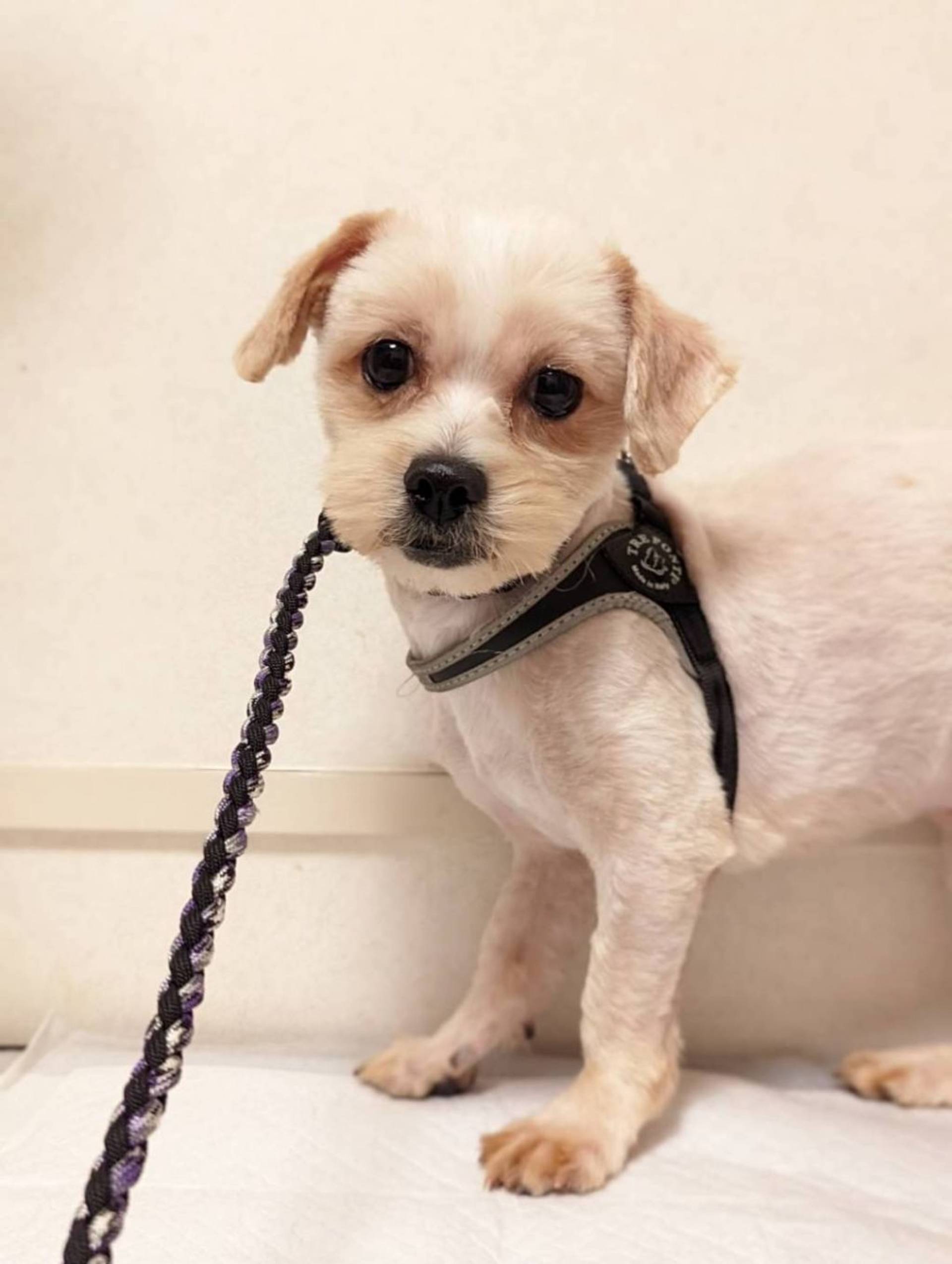 雑種（ミックス犬）・オスの里親募集の写真
