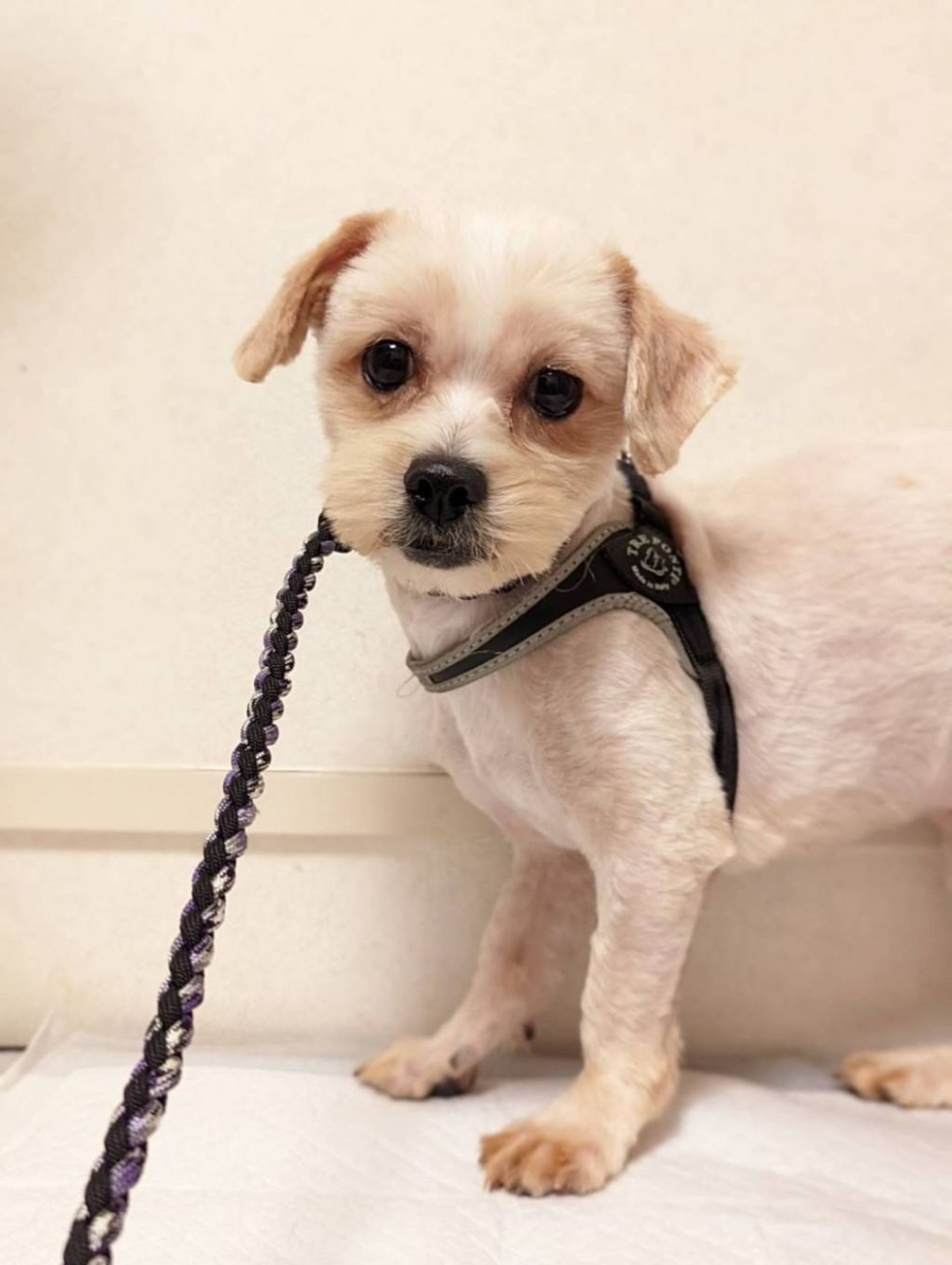 雑種（ミックス犬）・オスの里親募集の写真