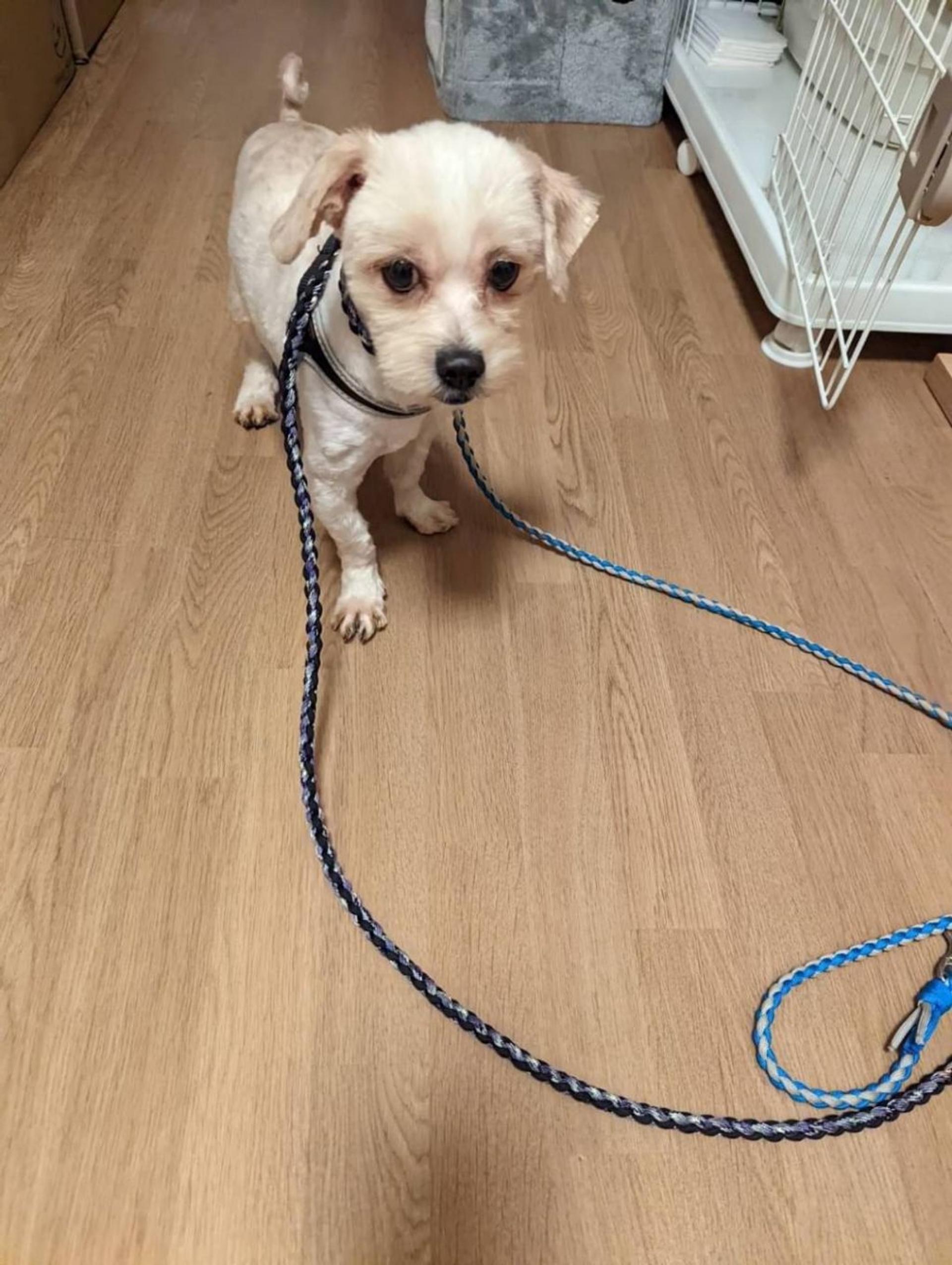 pet-image-2