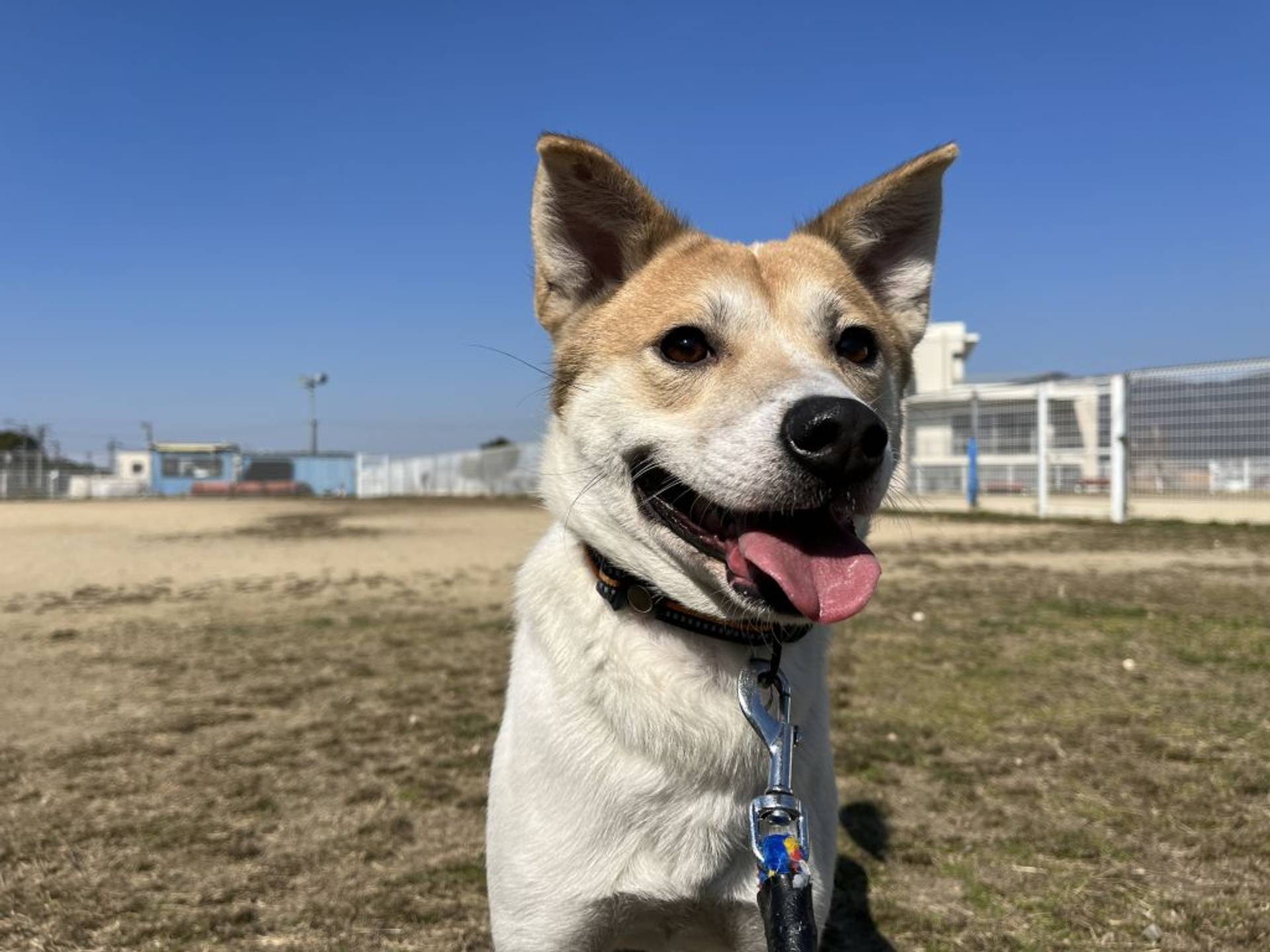 雑種（ミックス犬）・オスの里親募集の写真
