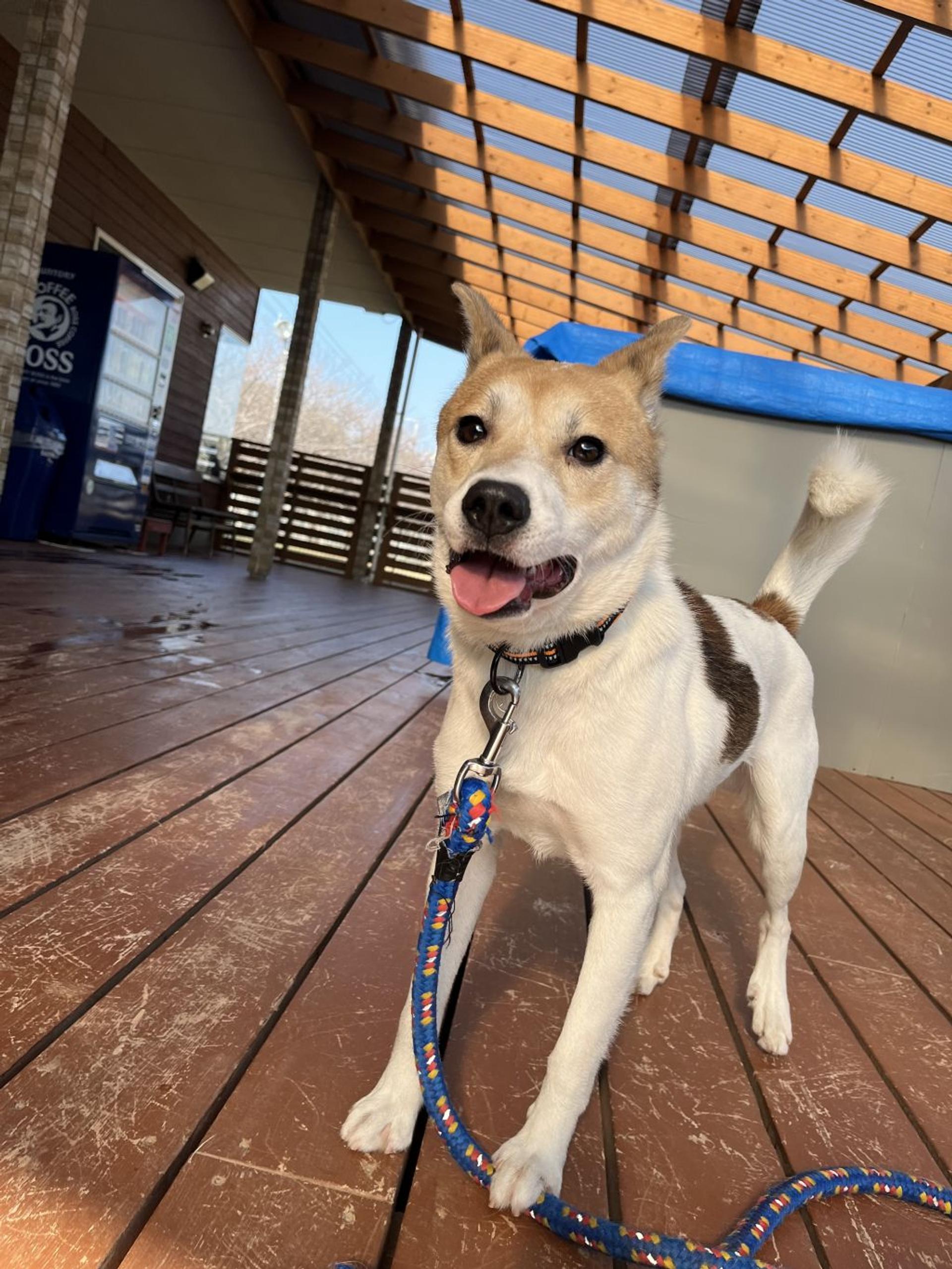 pet-image-3