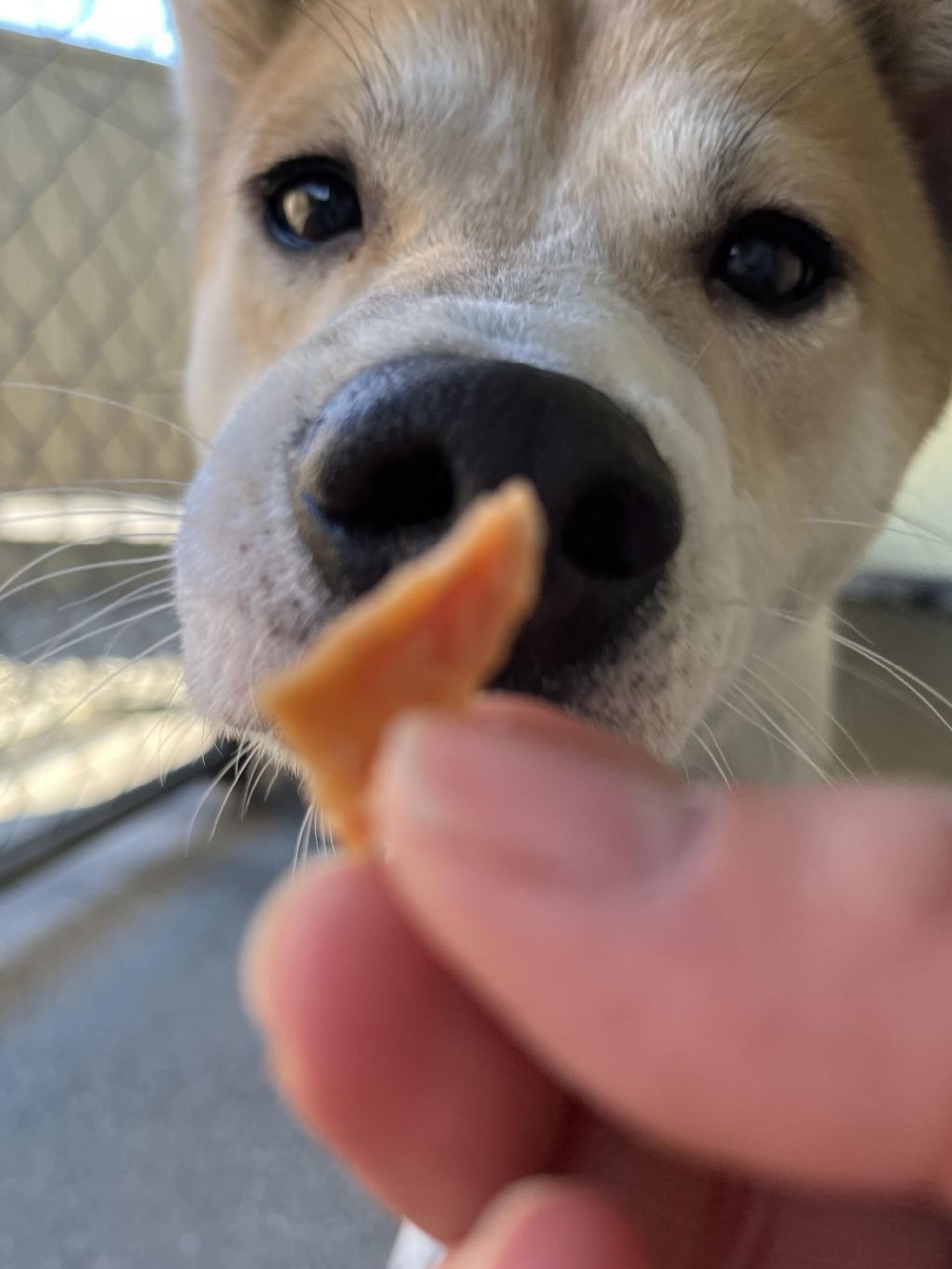 pet-image-4