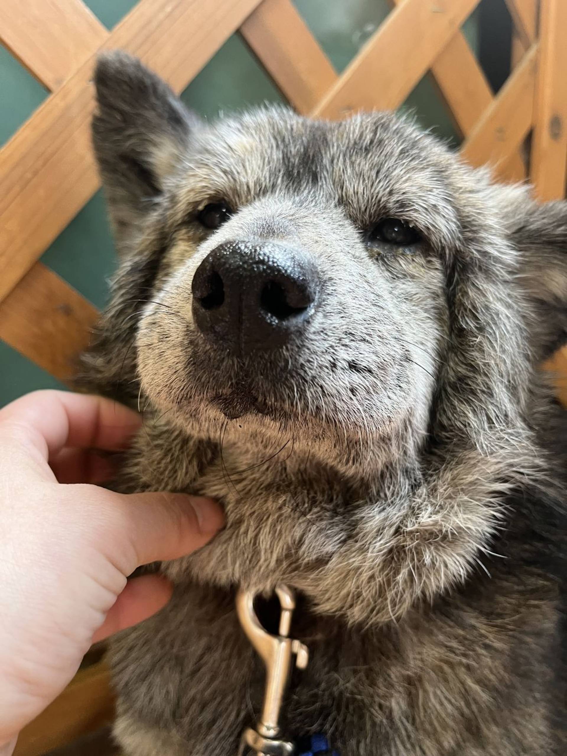 雑種（ミックス犬）・オスの里親募集の写真