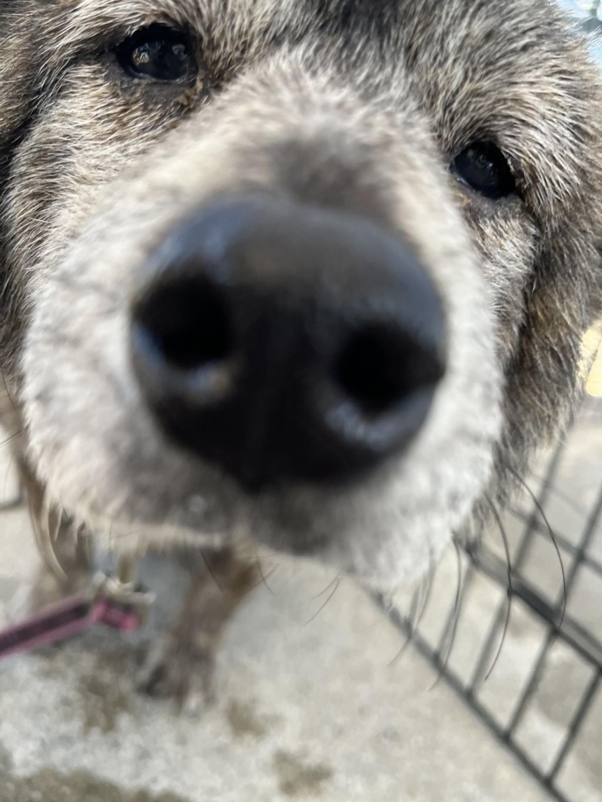 pet-image-3