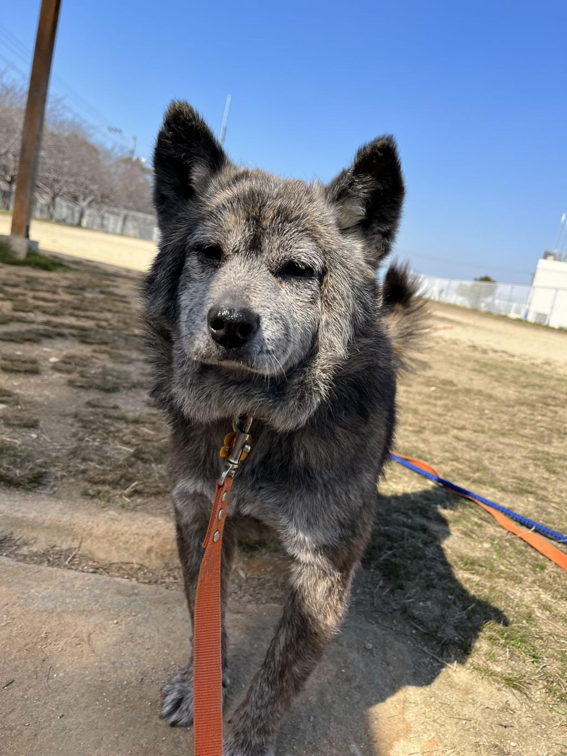 pet-image-4