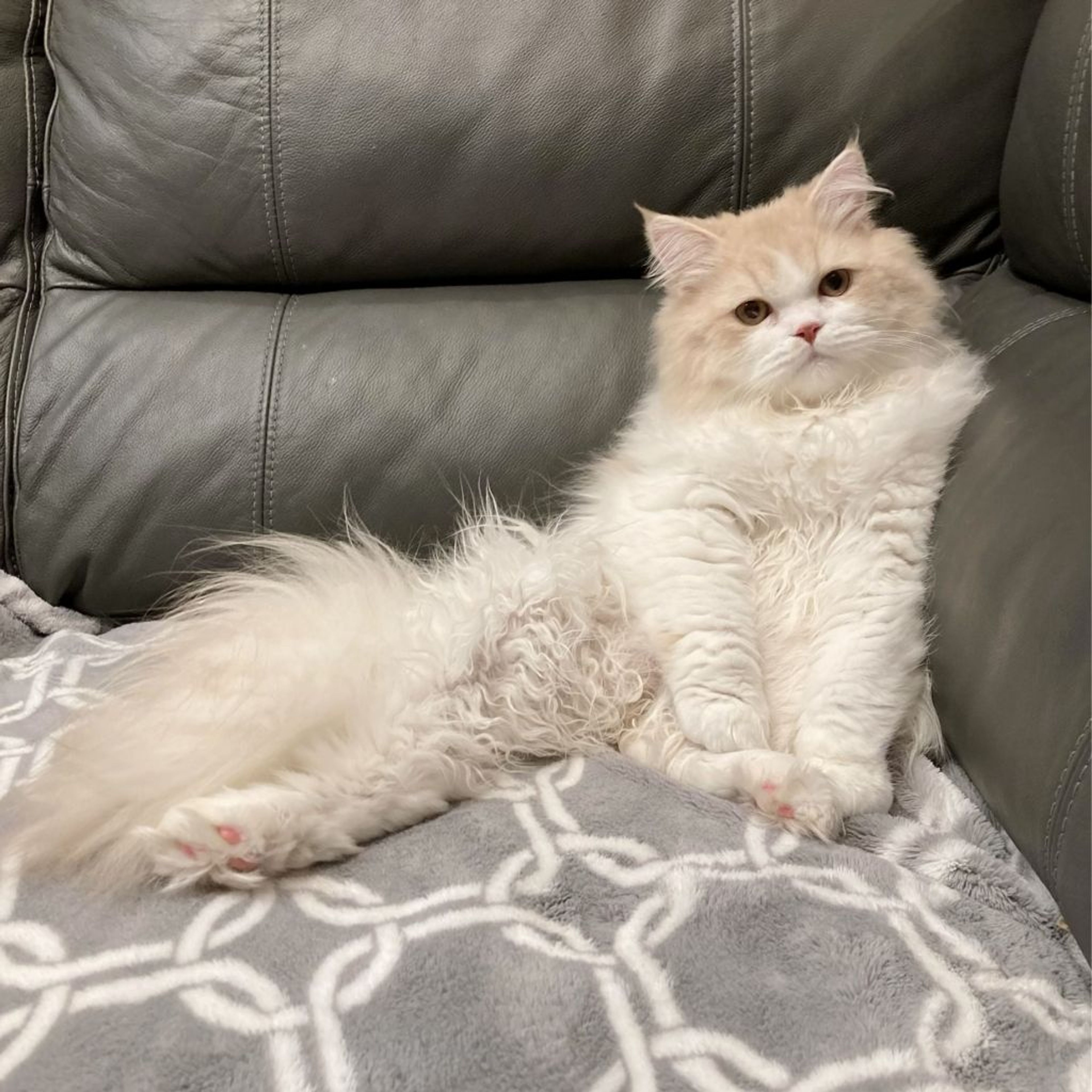 雑種（ミックス猫）・オスの里親募集の写真