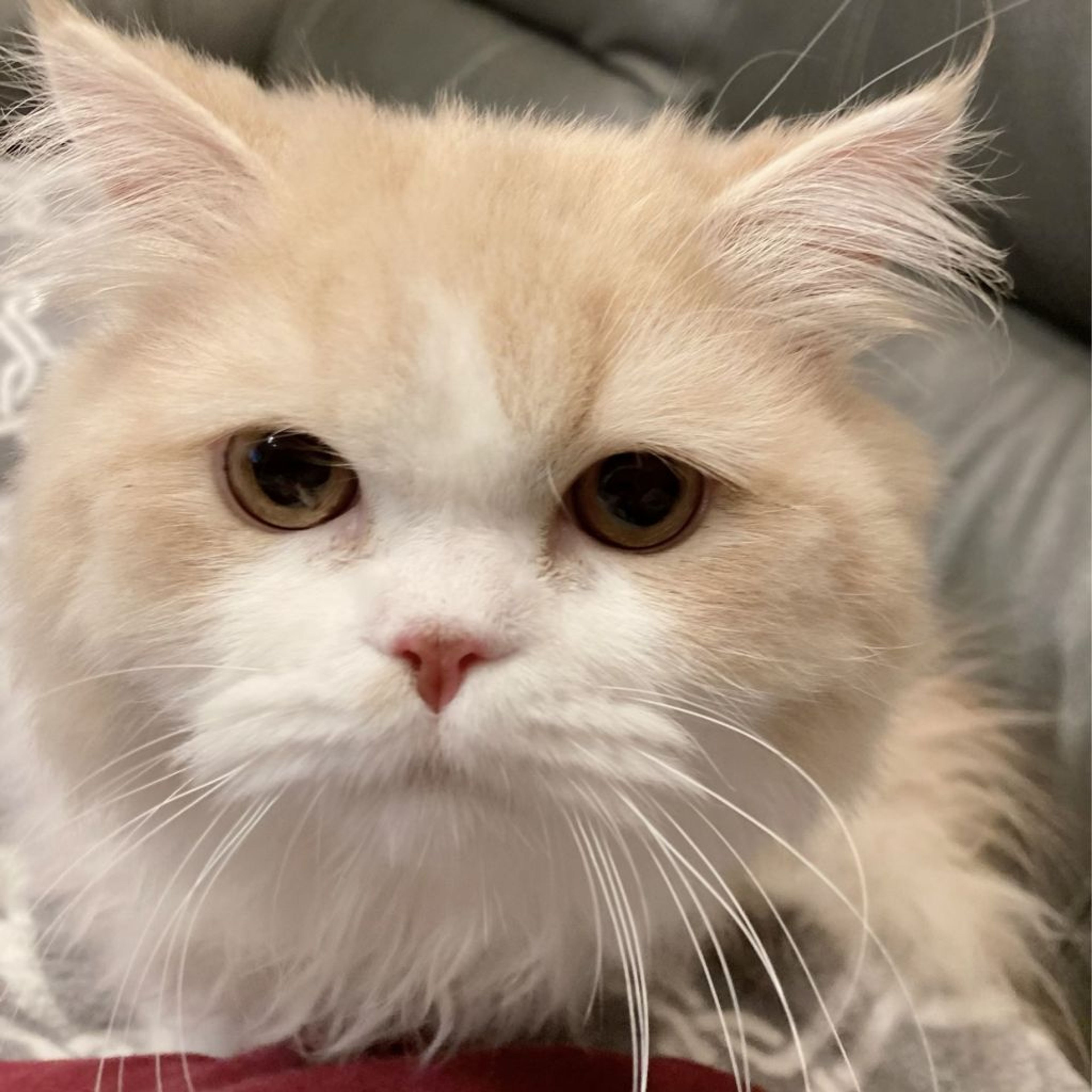 pet-image-4