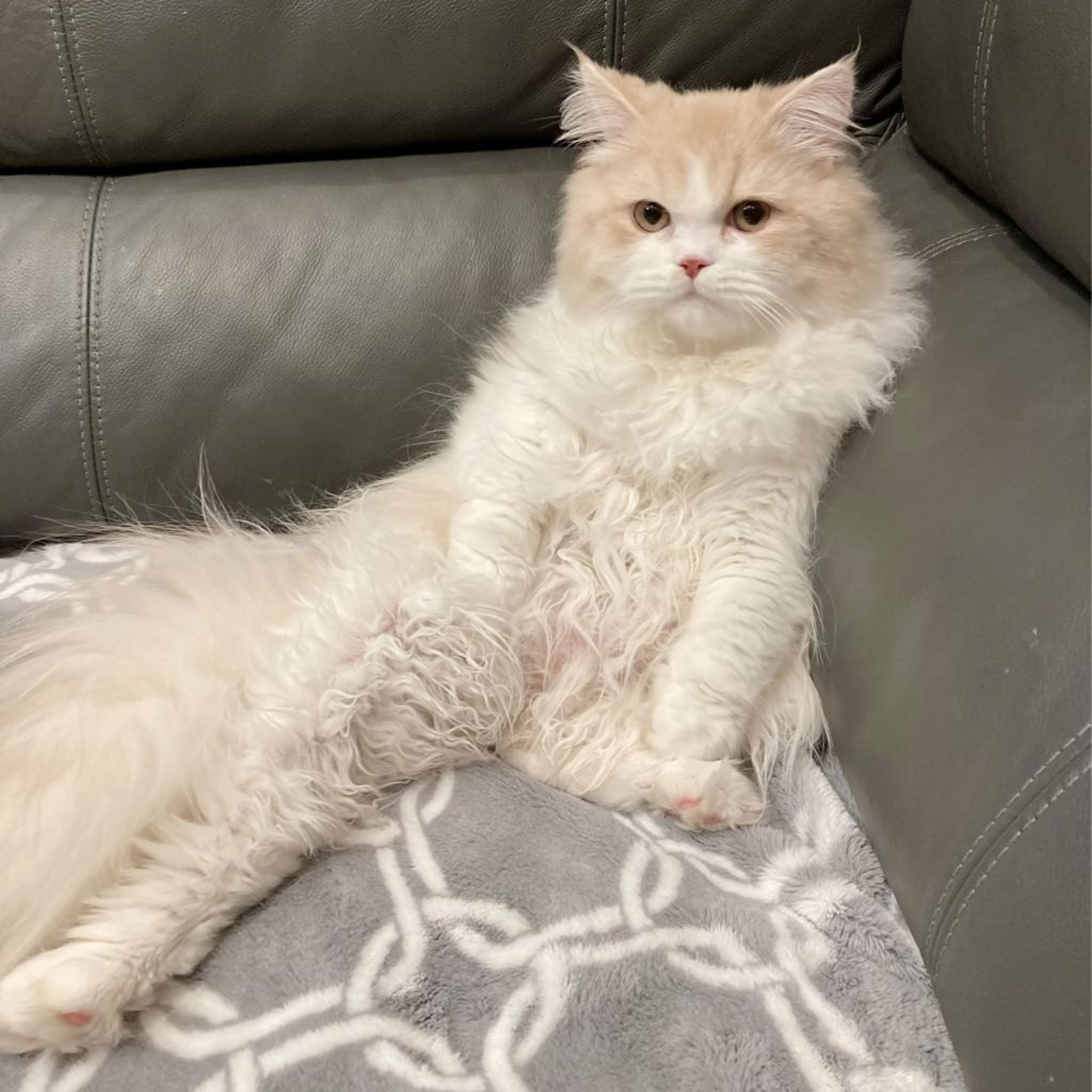 pet-image-5