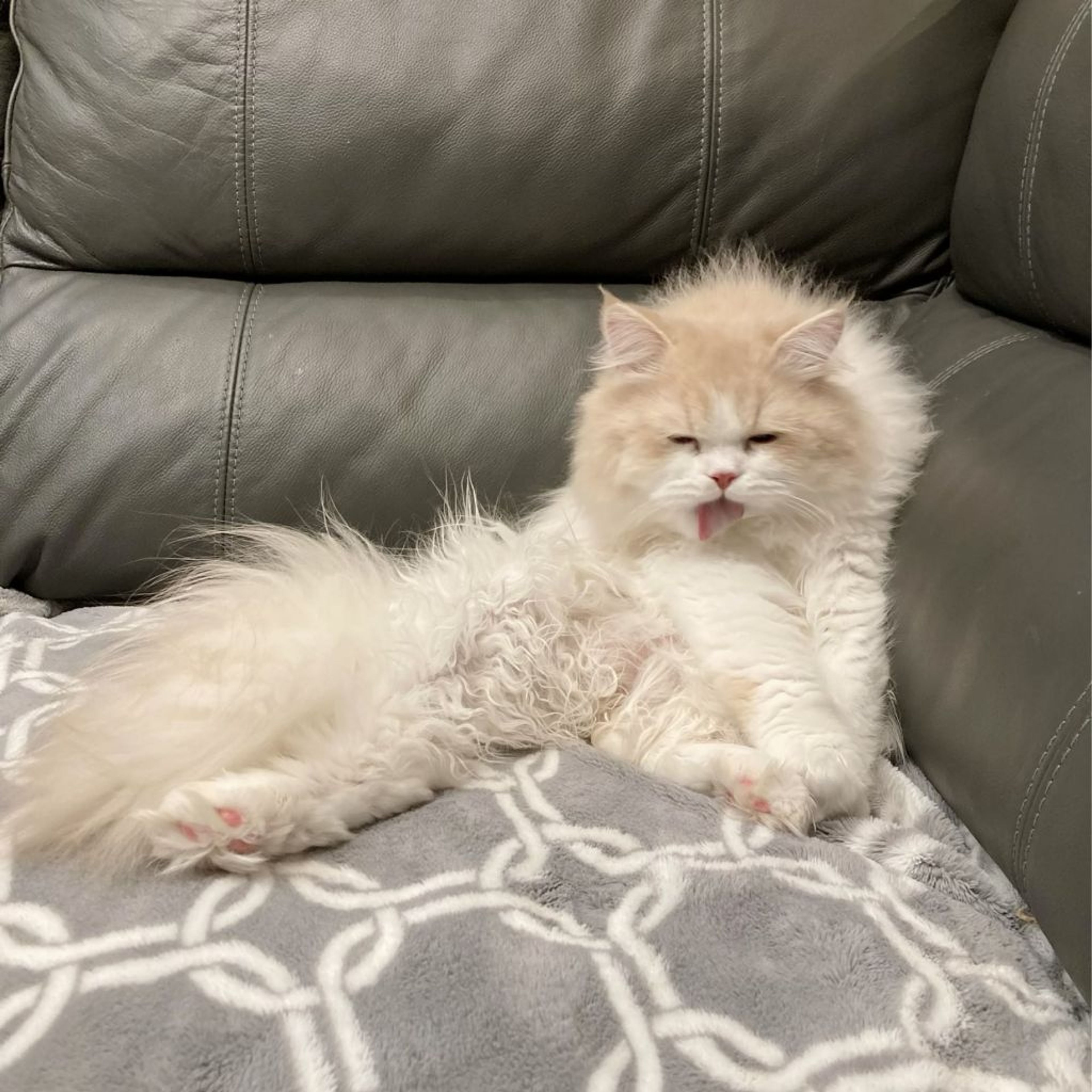 pet-image-6
