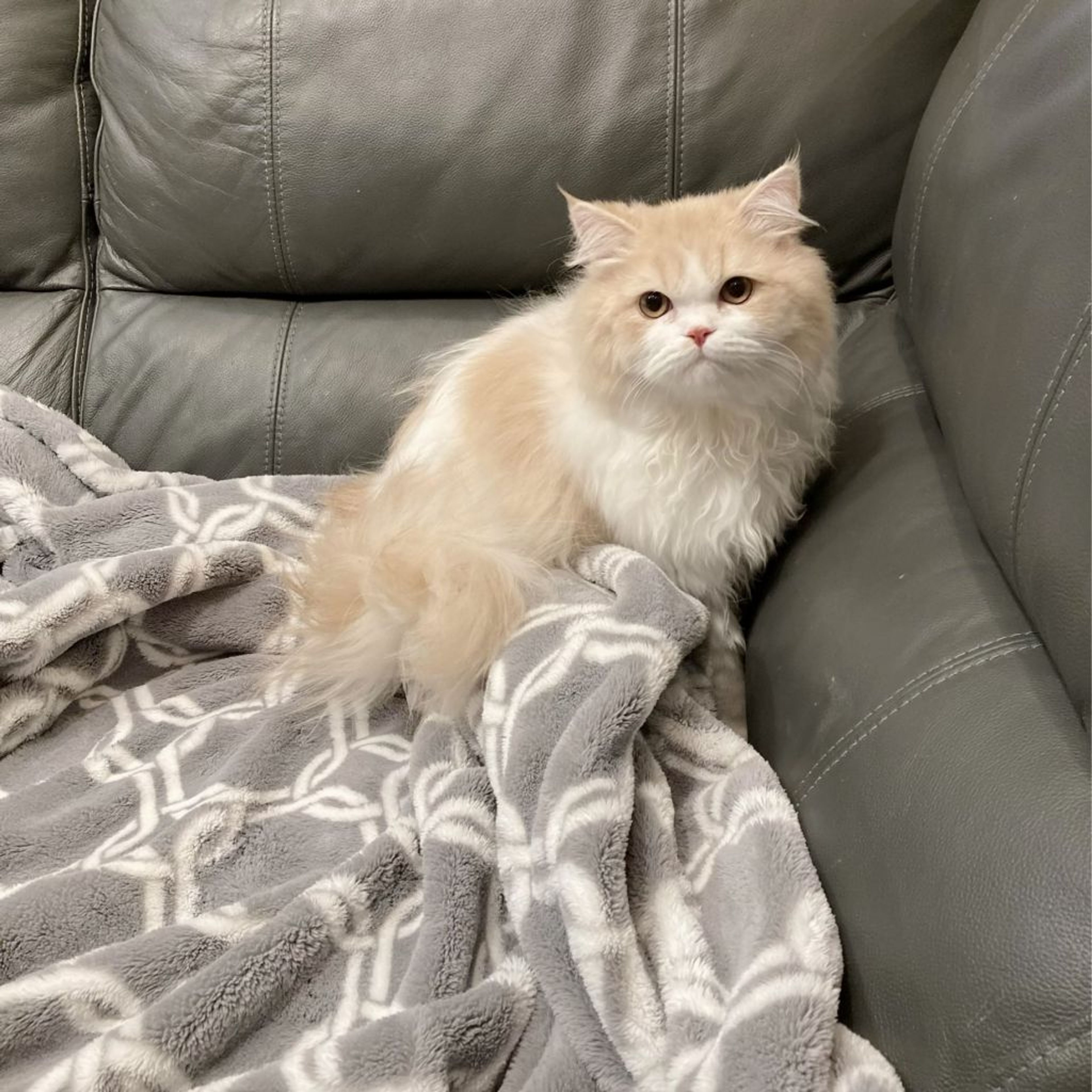 pet-image-7
