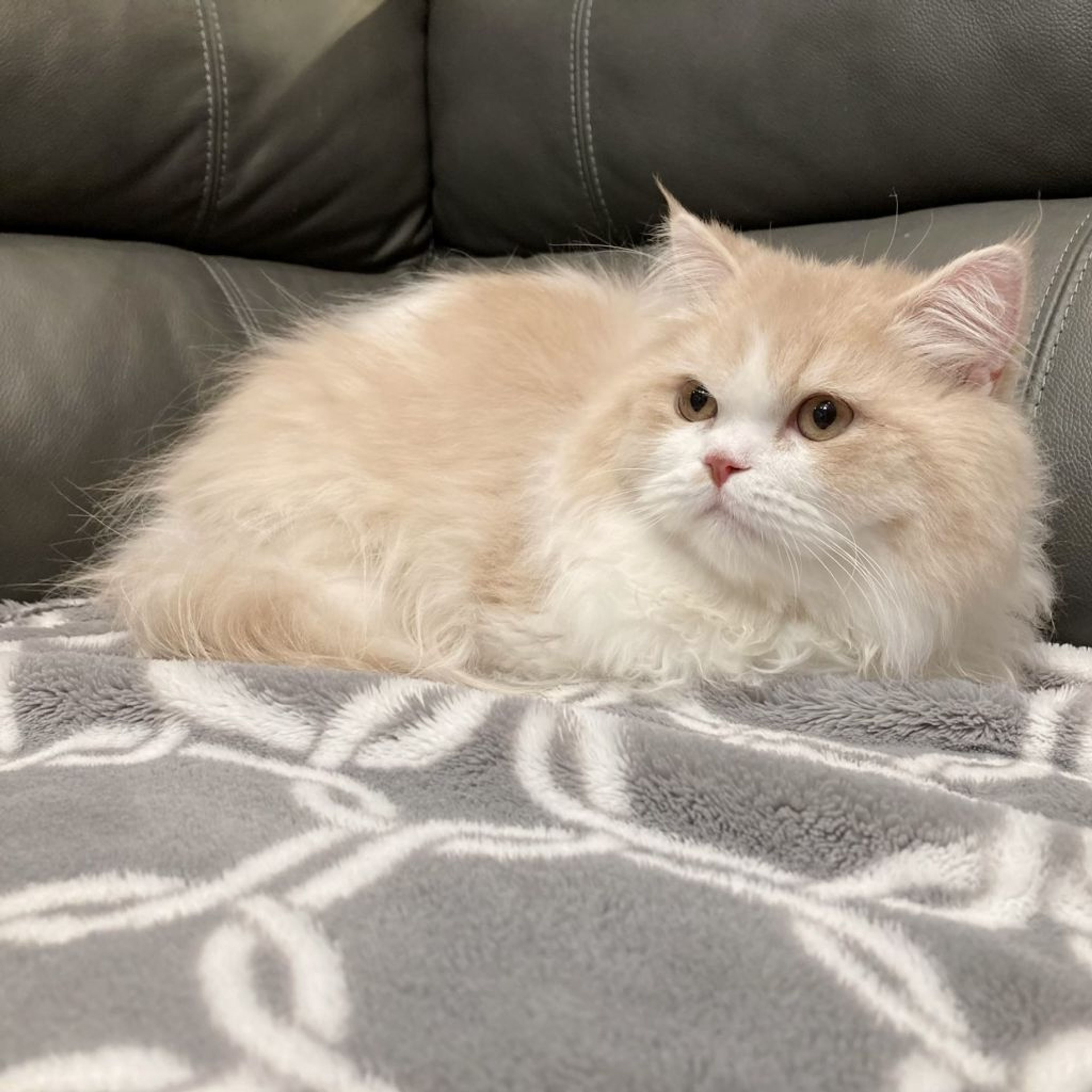 pet-image-9