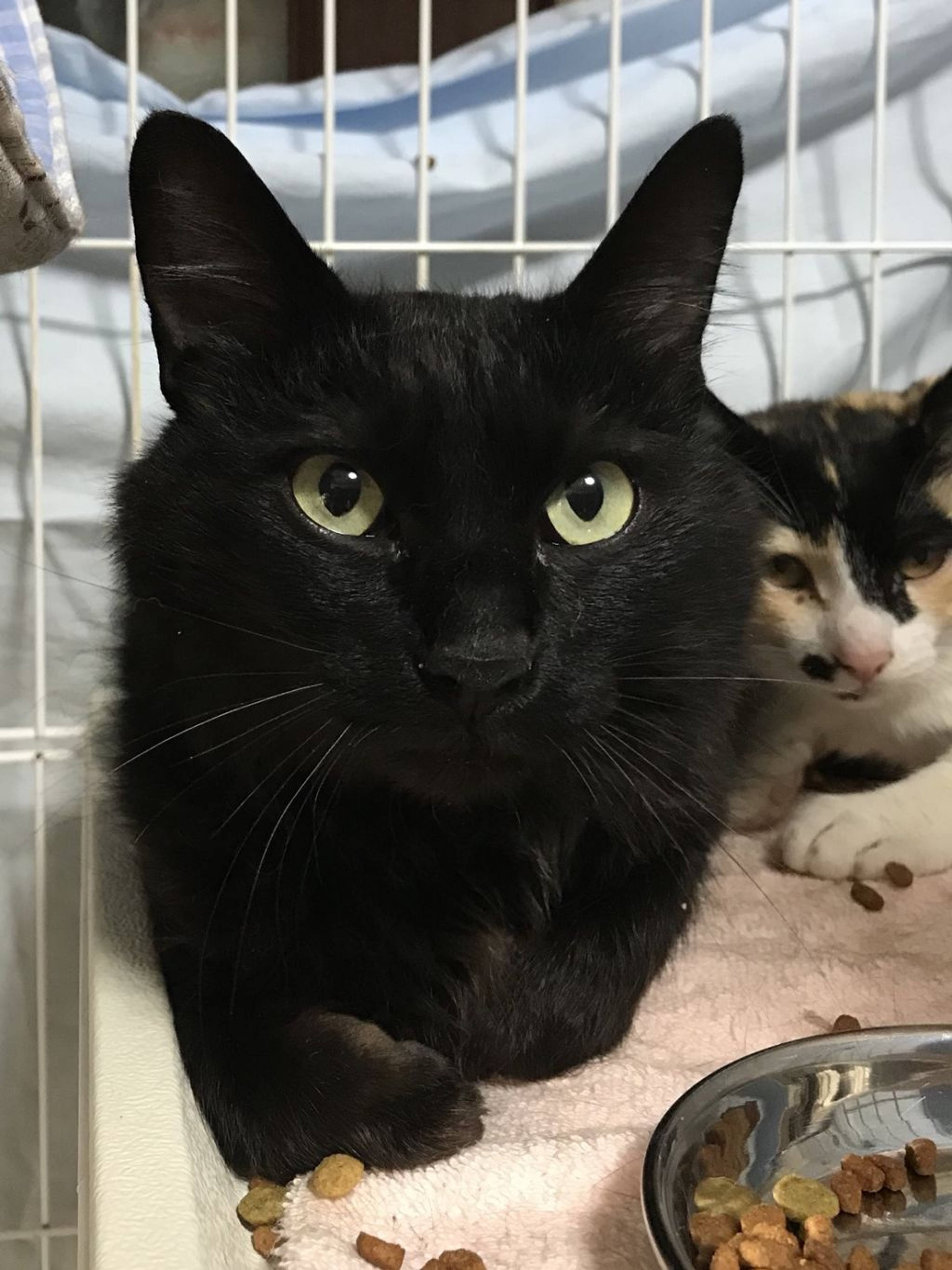 雑種（ミックス猫）・メスの里親募集の写真