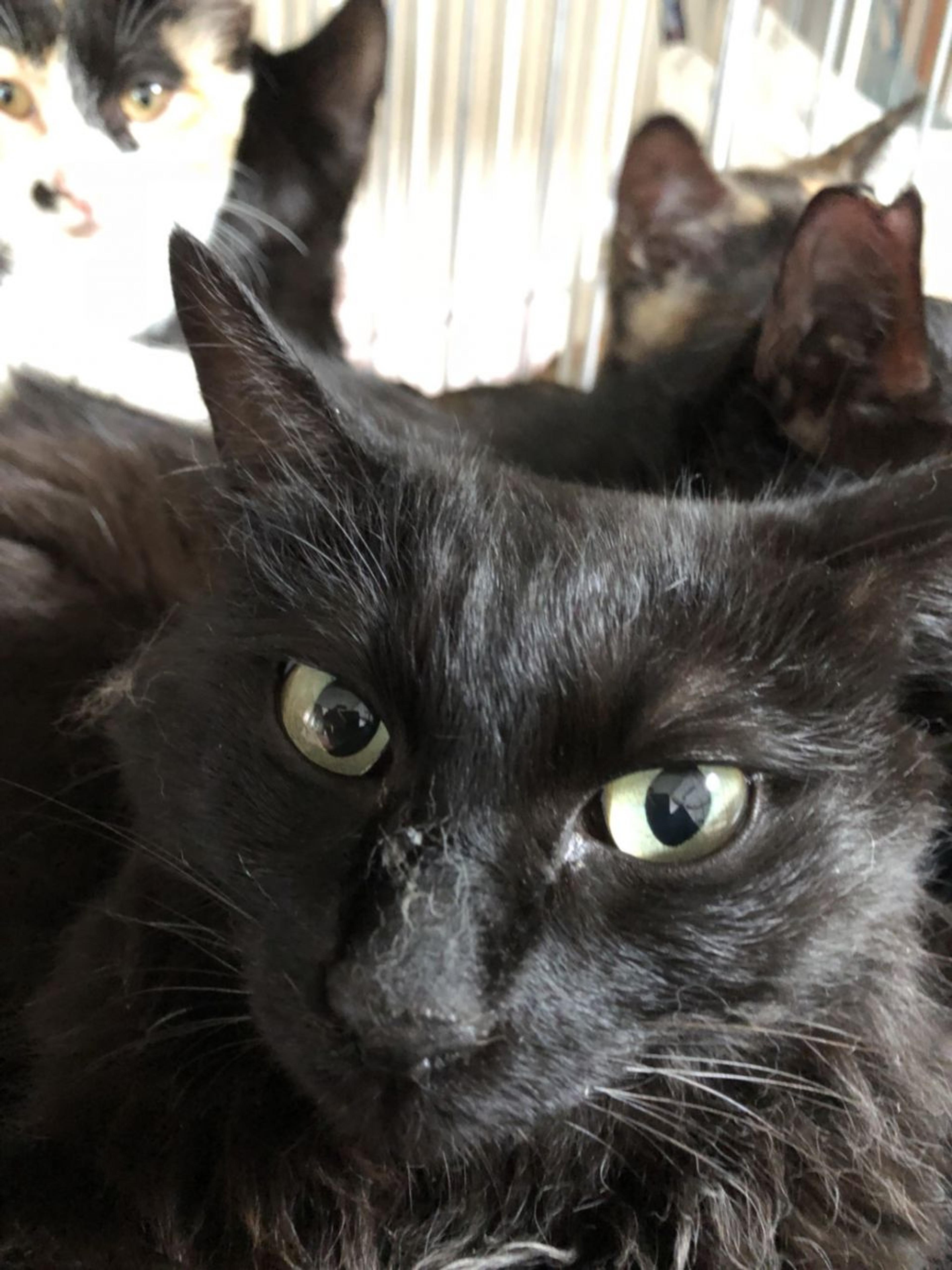 pet-image-2
