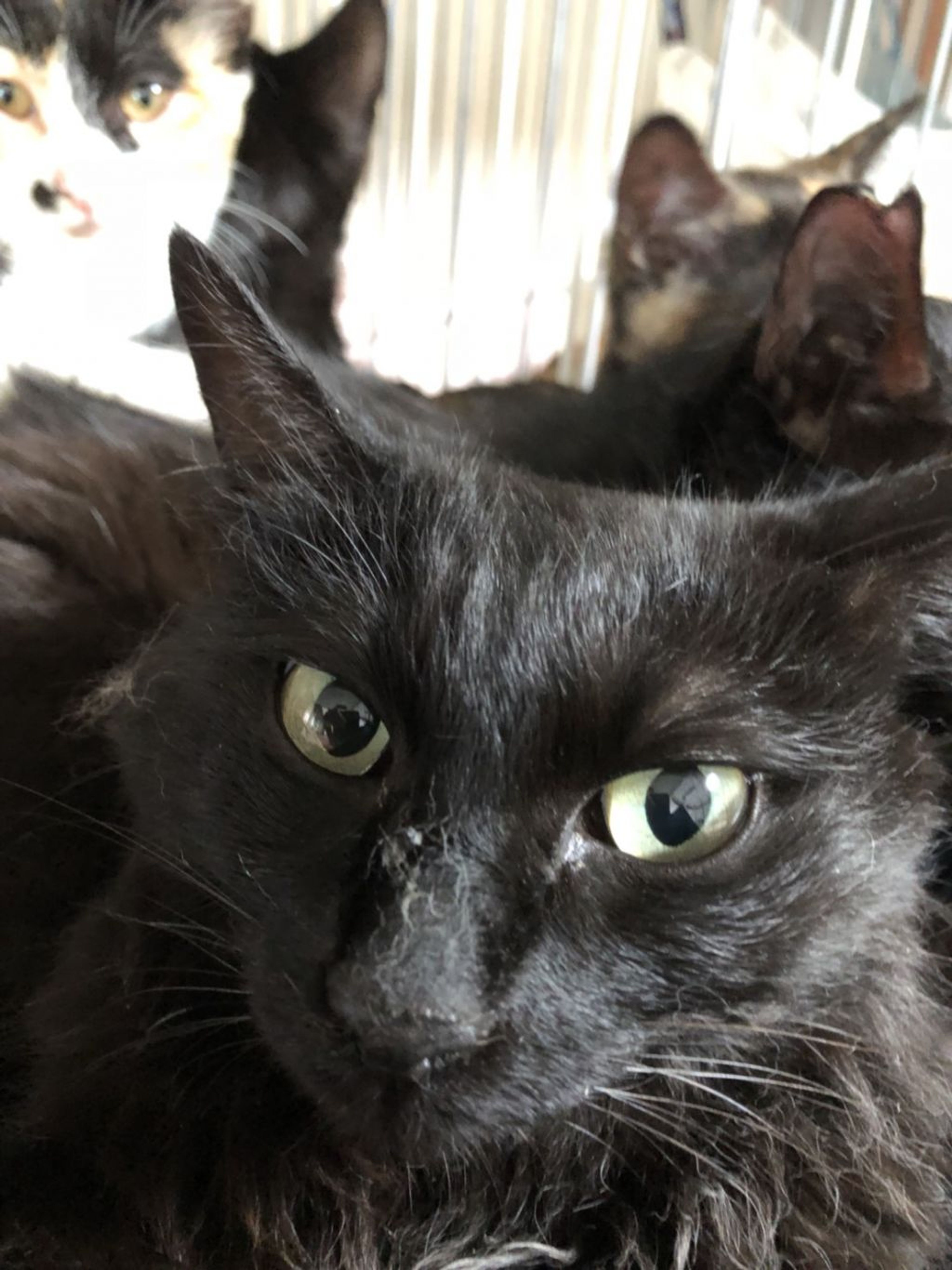pet-image-2