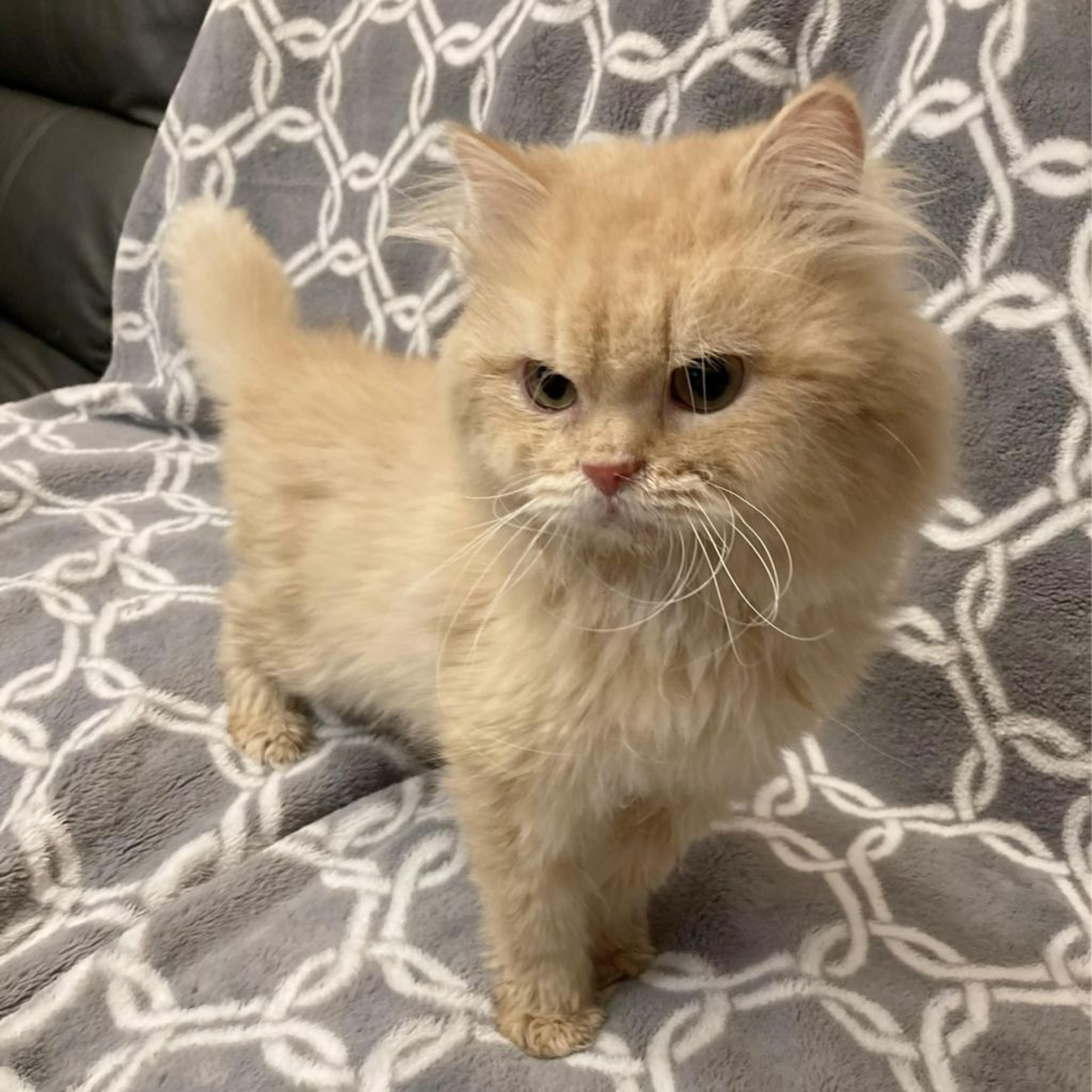 pet-image-3