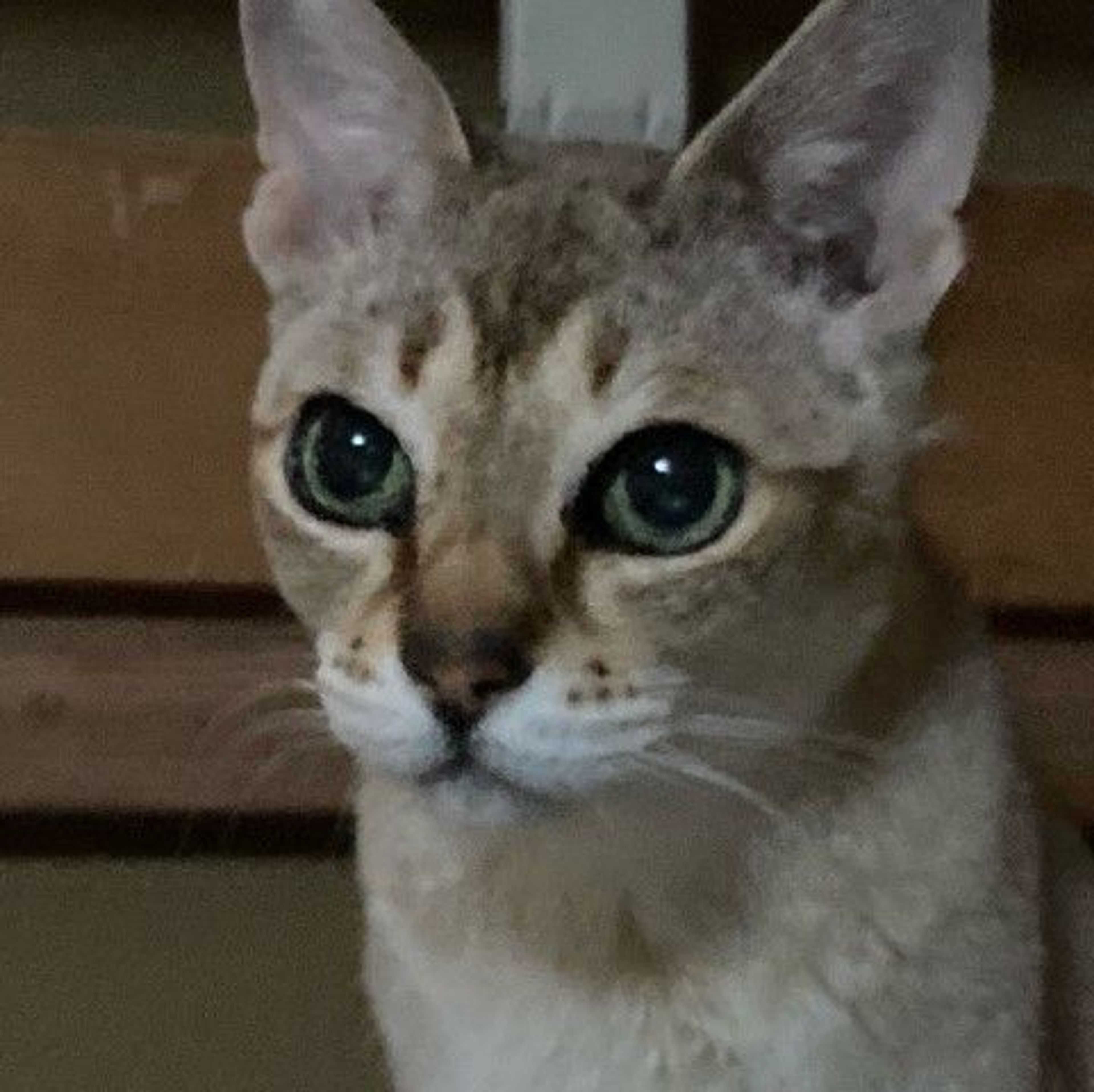 シンガプーラ・メスの里親募集の写真