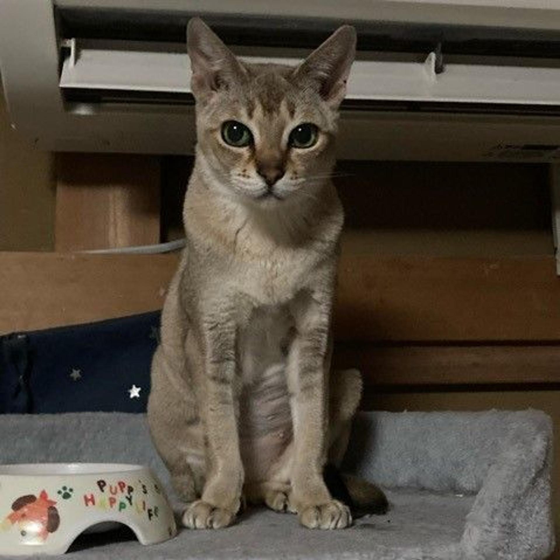pet-image-3